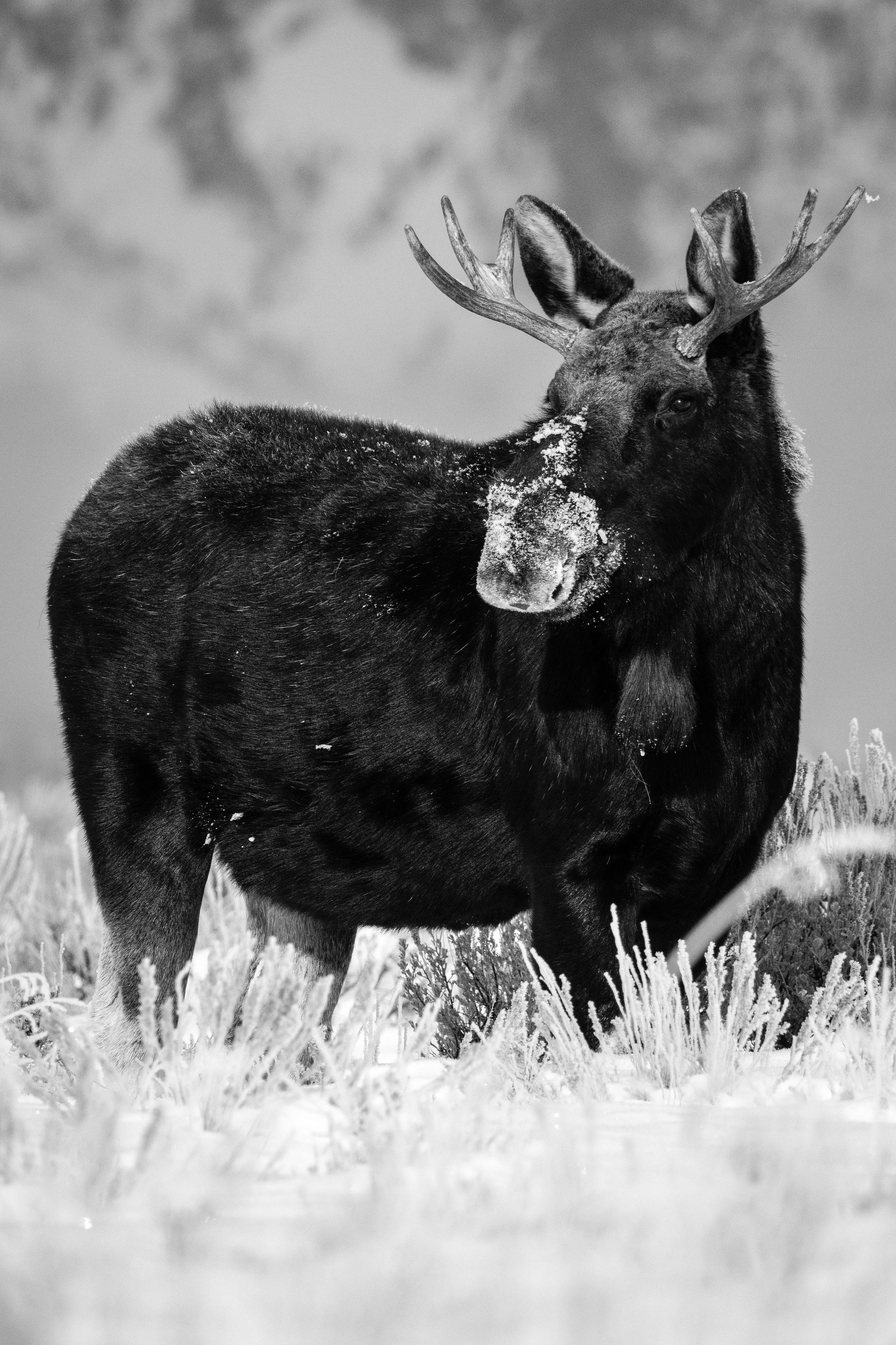 A young bull moose with short antlers standing in the snow and brush at Antelope Flats, looking to his right.