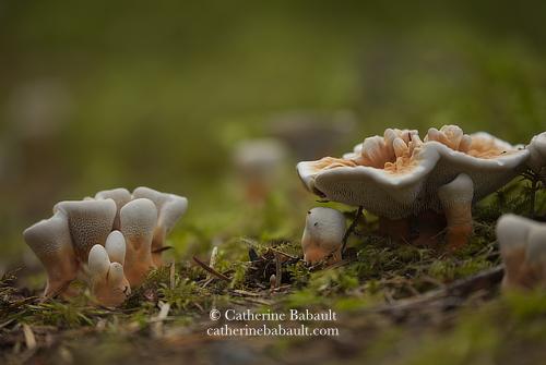 Photo at ground level of mushrooms on the forest floor. The ones on the right side of the image look like curved little plates that could hold water inside, they are white on the outside and light orange on the inside. The ones on the left side of the image are not fully open yet so we only see the white part and they look like teeth of different shapes. The mushrooms are small.