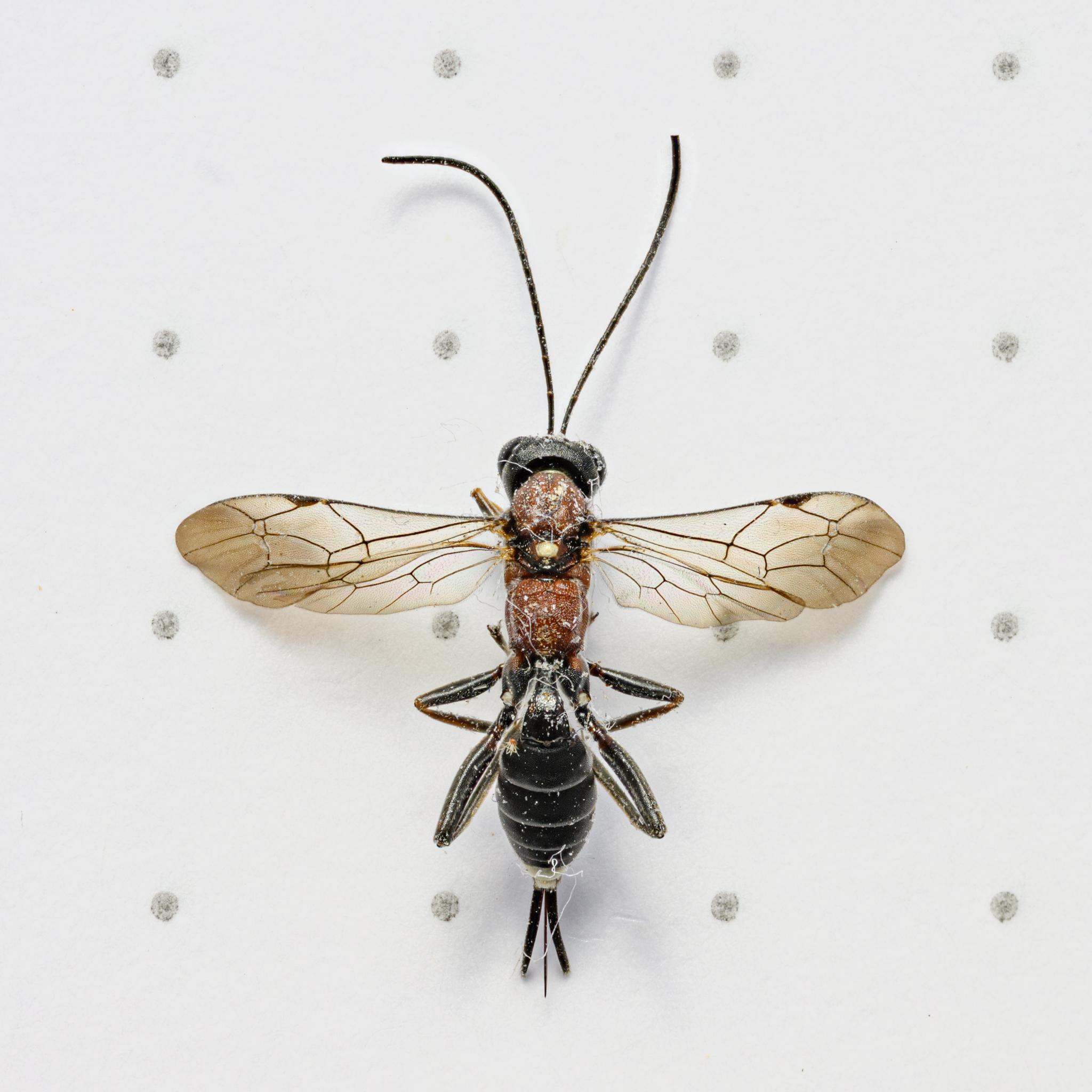 A dead wasp photographed on a sheet of white paper from above, dorsal side up. There is a grid of black dots on the paper which are separated by 5 millimetres: the wasp body, from head to end of abdomen is about 7.5mm. The wasp has a black head and long black antennae. The thorax is a brown-red colour, with a small yellow-white pentagon in the middle, between the wing roots. The thin waist is not seen from this perspective, and the abdomen is black, with thin grey lines at each tergite boundary, and a small white patch right at the tip. The wasp has a short ovipositor, with the two outer parts black and stocky, and the inner part much thinner and also black from this angle. The wings are clear brown with lots of small hairs, and the classic venation of an ichneumonid – two recurrent veins and an enclosed areolet cell below the marginal, and a small black stigma. The legs are folded up, but are mostly black with hints of dark brown from this angle. There are also some white threads on t