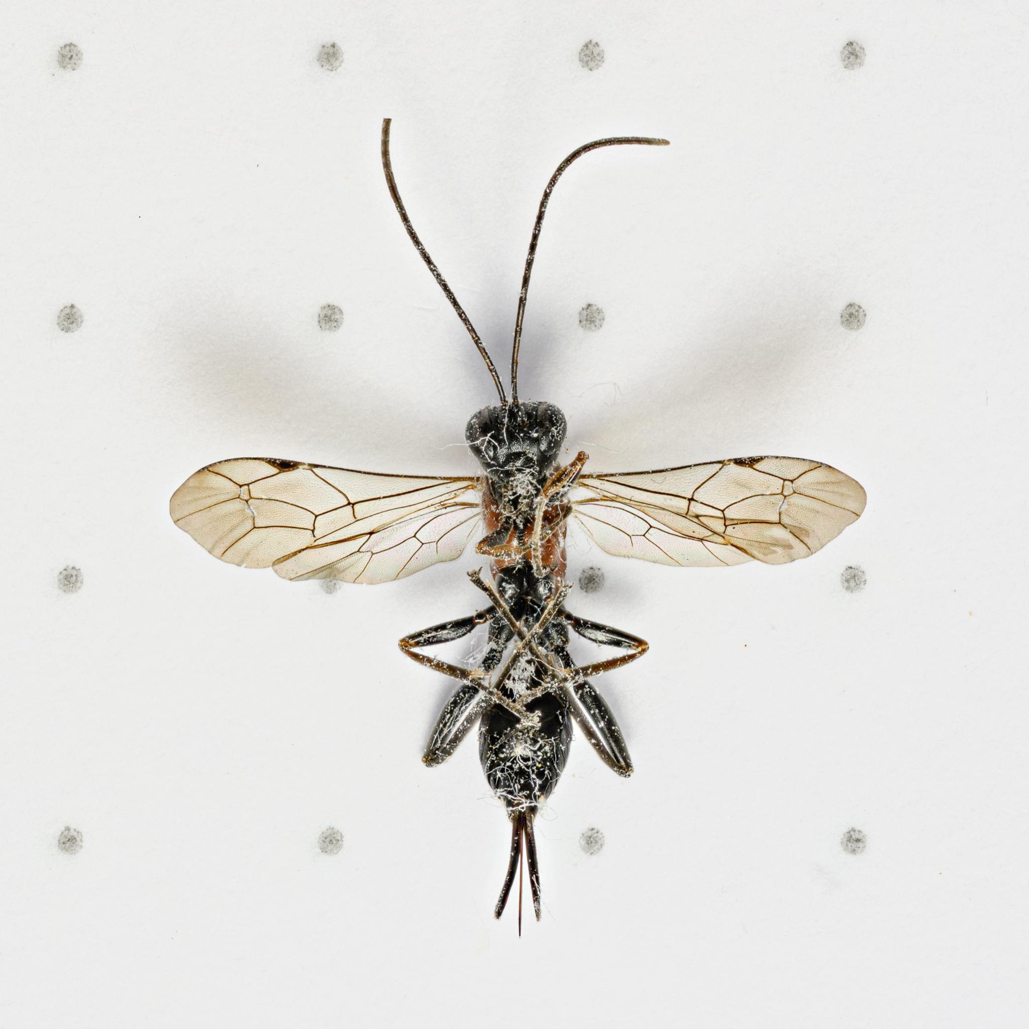 The same wasp now seen from the ventral side, showing that the head is completely black, and that the brown-red colouration of the thorax extends to the underside. The legs are folded up, with the front pair seemingly black and dark brown, while the mid legs have black femora and brown tibia. The hind legs seem mostly black from this angle. The ovipositor outer casing remains black, but the inner part shows brown colour. Again, there is a lot of thread-like fluff on the underside.