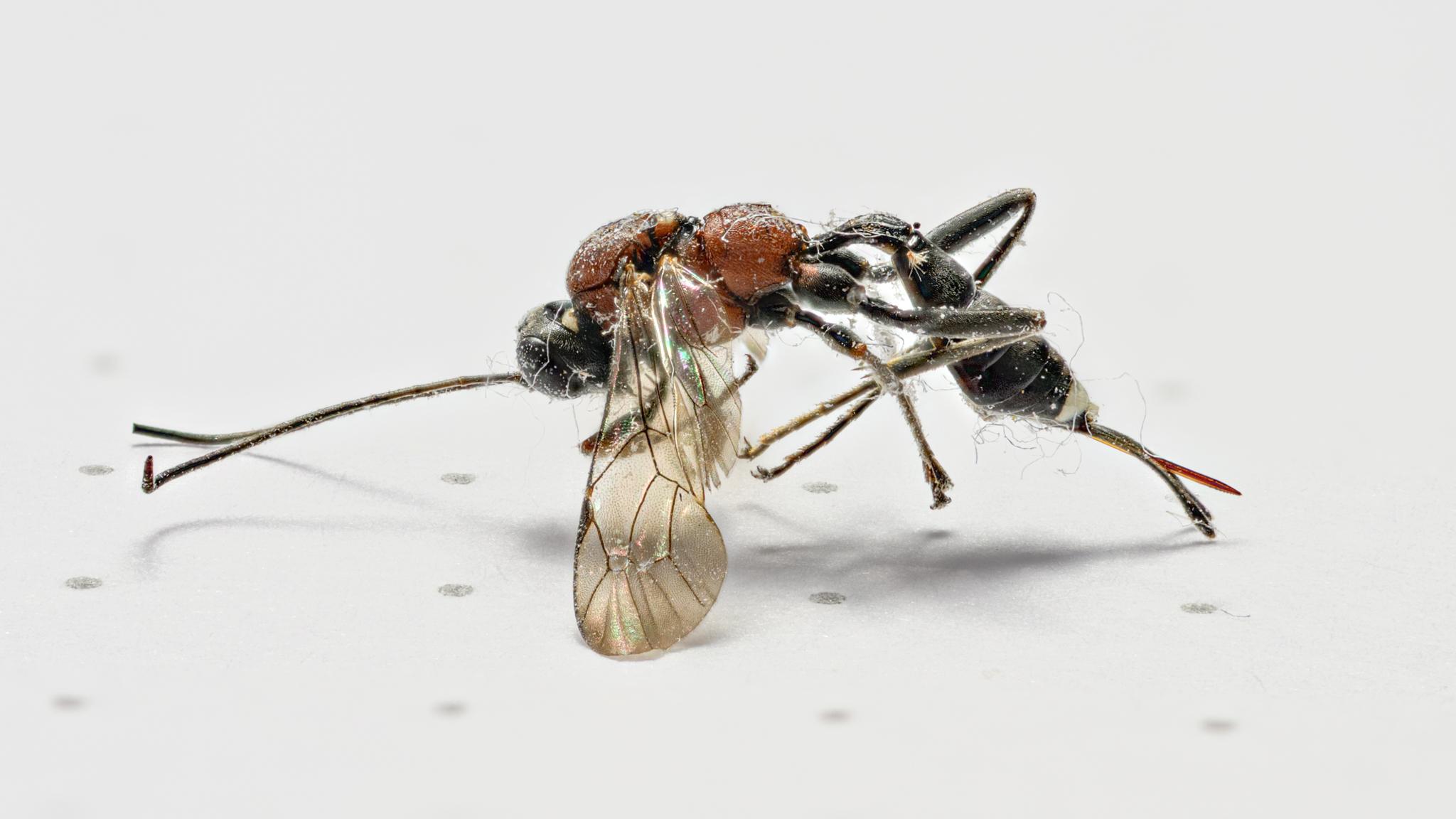 A side-on view with the wasp supported on its wings and antennae at the front, and the outer parts of the ovipositor at the rear – the folded legs are not touching the paper. The brown-red thorax is seen well, also on the sides, while the thin waist (petiole) joining the chunky thorax to the abdomen is also black. The white patch at the base of the abdomen is seen well and doesn't extend fully underneath. The shaper inner part of the ovipositor is clearly red from this angle and with this lighting. There is also a small white patch visible at the base of the head on the dorsal side.