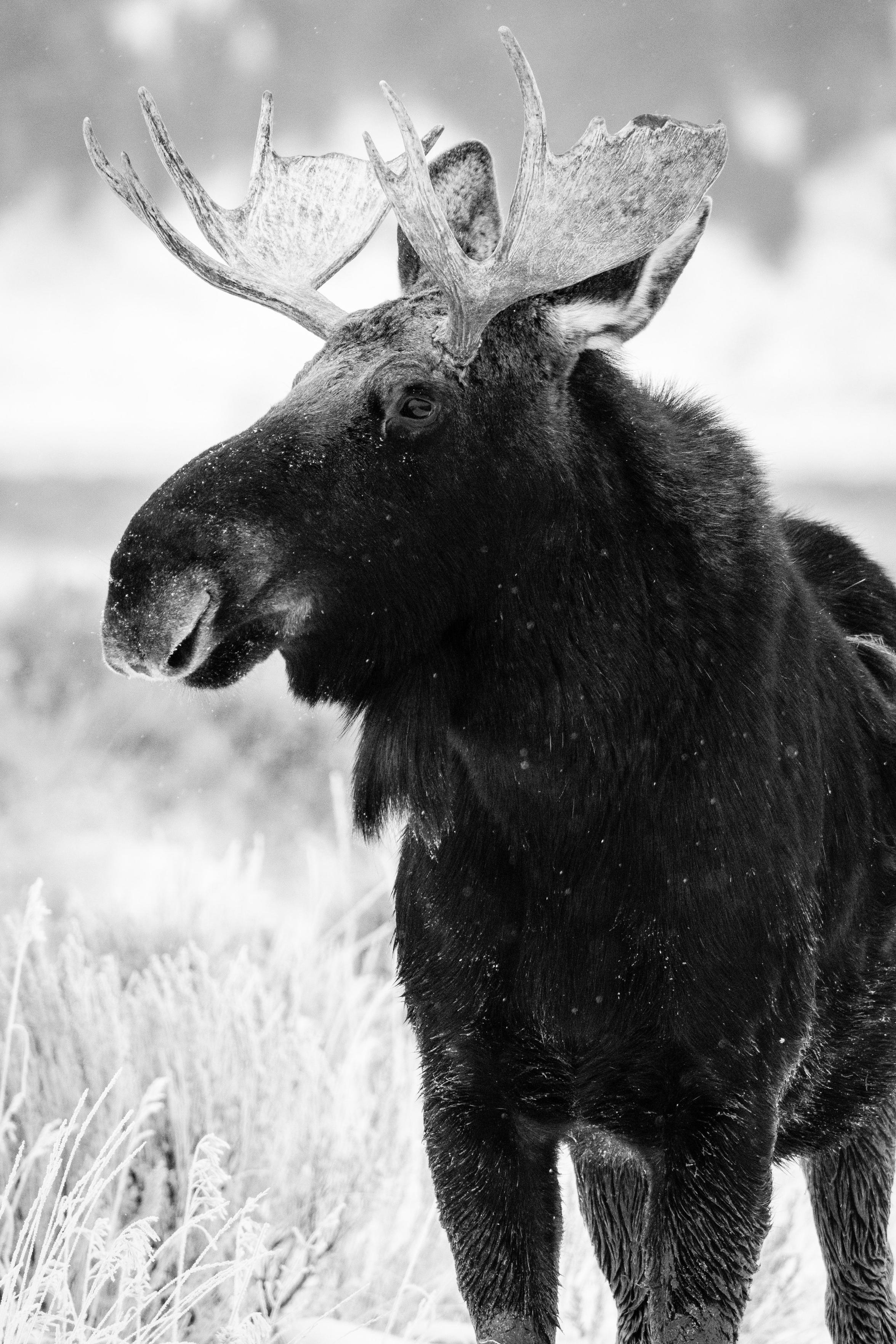 A bull moose standing on Antelope Flats while it snows.