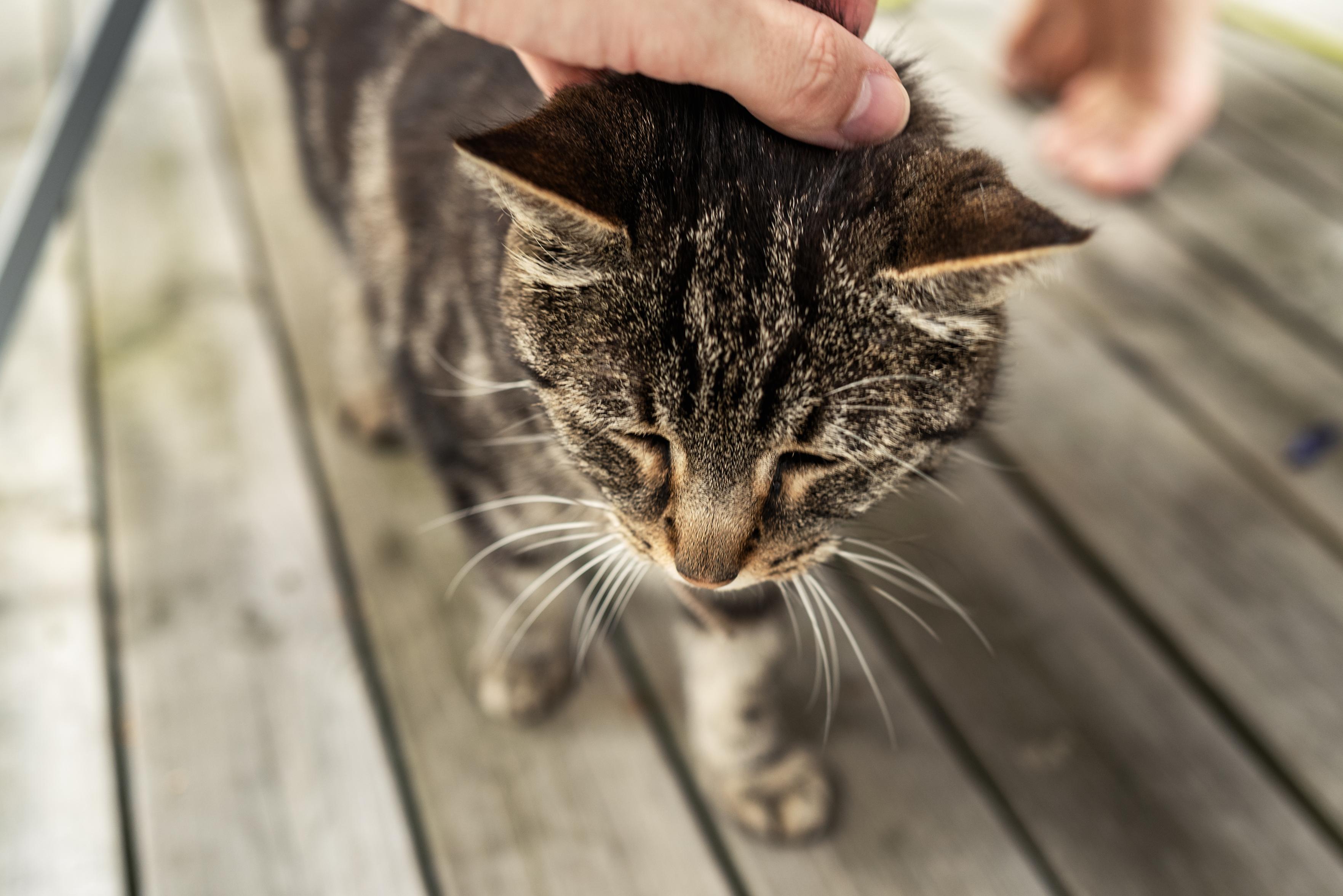 Very cute tabby cat enjoying some head scratches.
