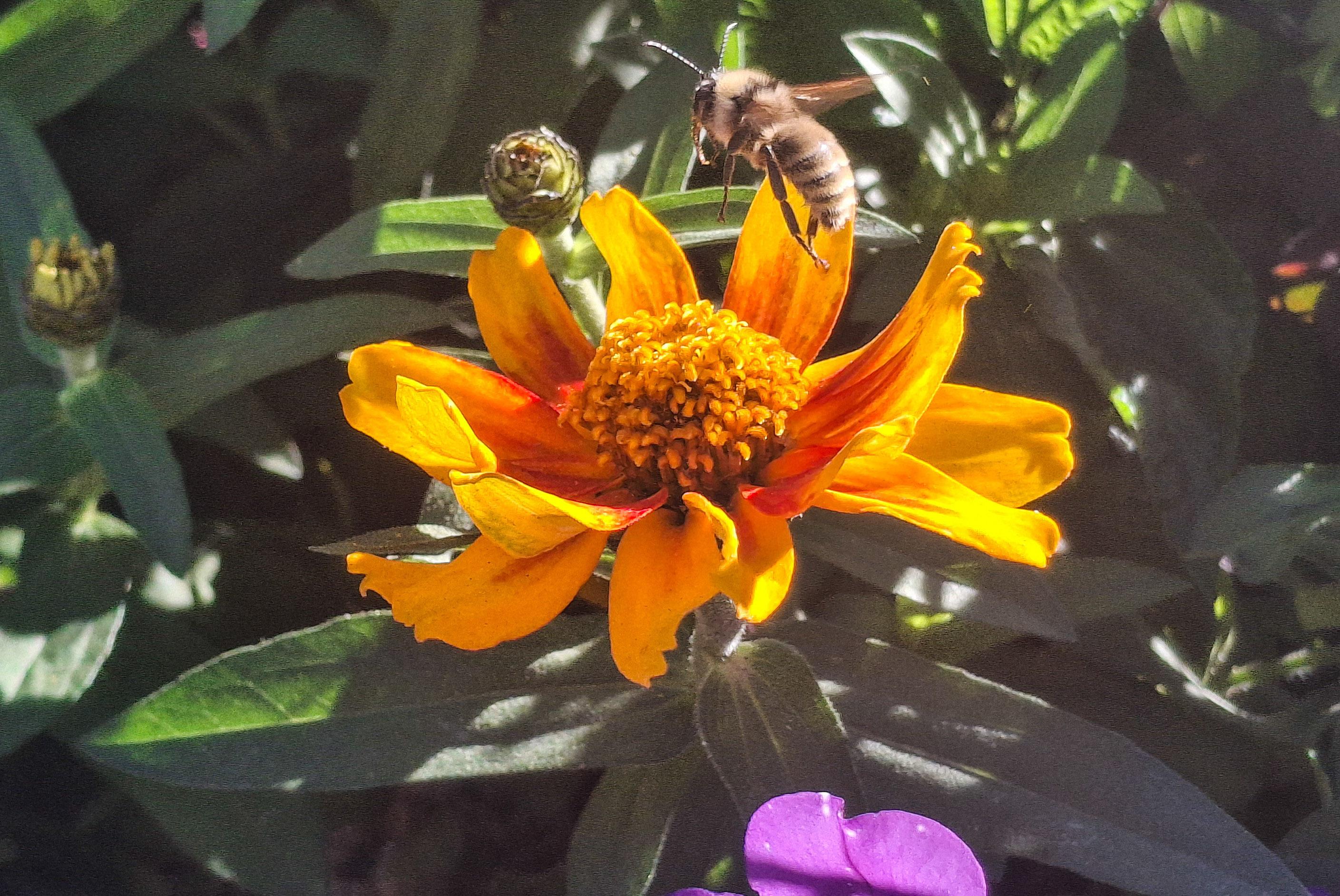 A honeybee hovers over a bright yellow-orange flower.