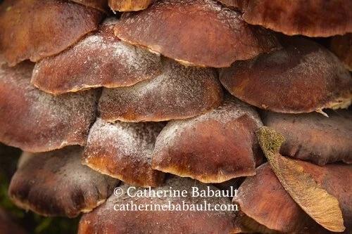 Close-up of a cluster of brown mushrooms.