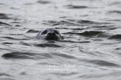 Black and white photo of a seal in the sea looking at the photographer.