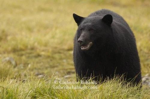 Large black bear in a field of yellow grass faces the photographer but looks away.