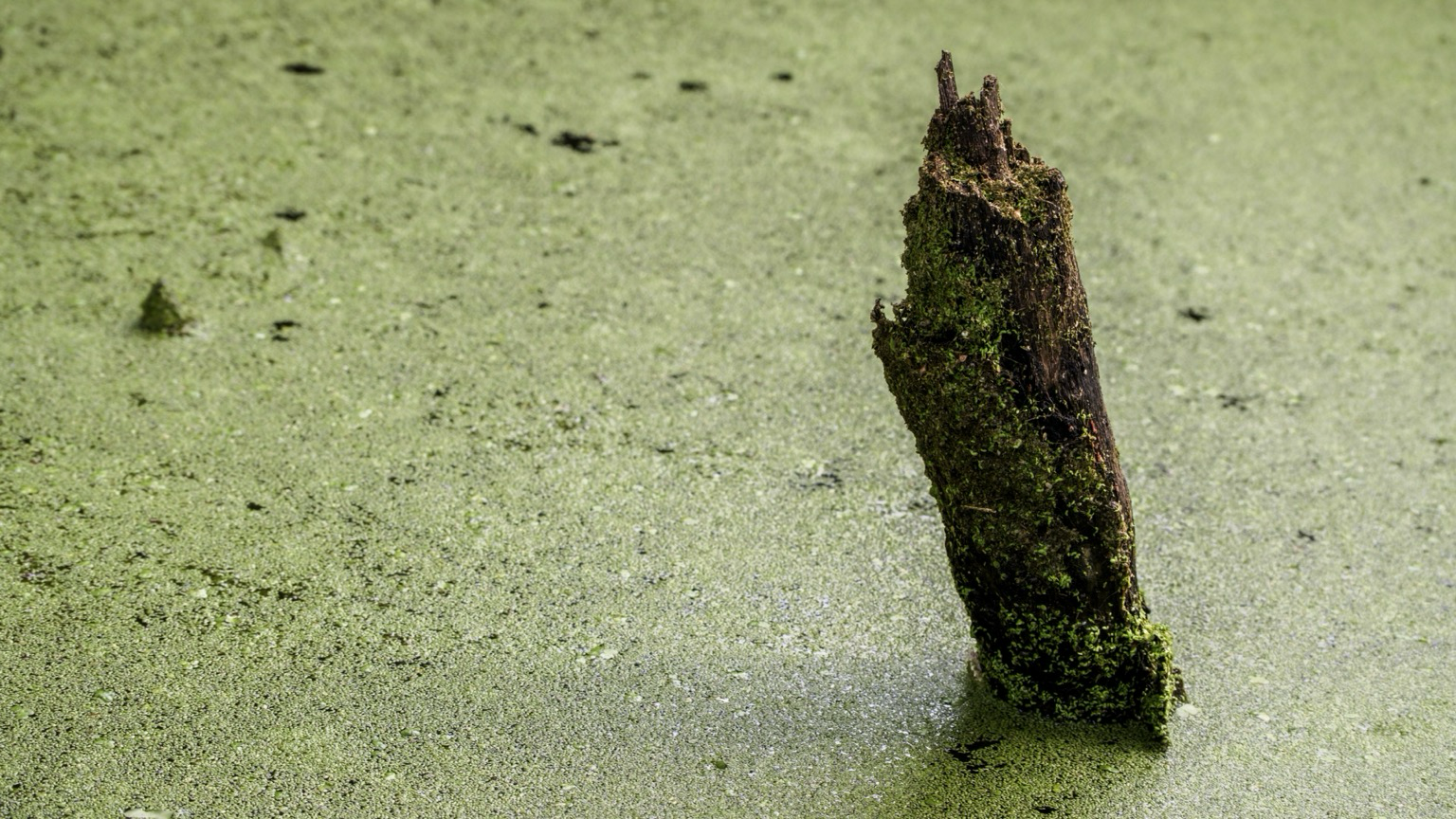 A weathered, moss-covered wooden post emerging from a vibrant green, duckweed-covered body of water.