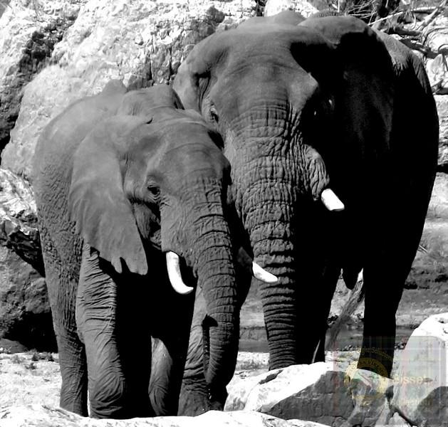 Two elephant