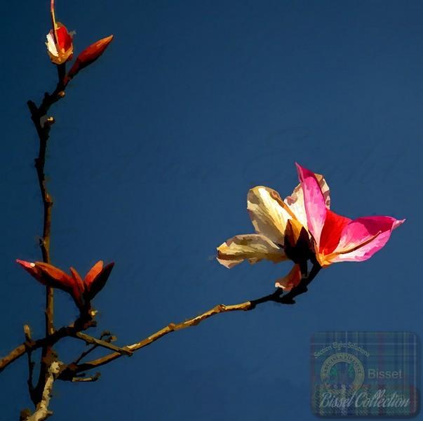 Pink flower