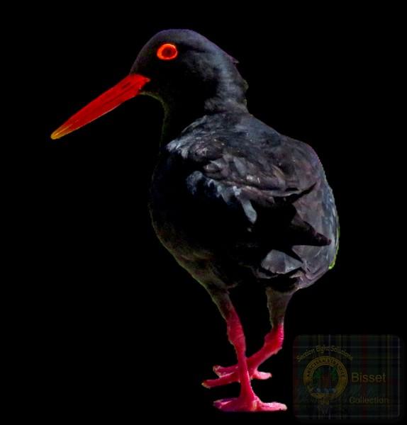 Black bird with red beak
