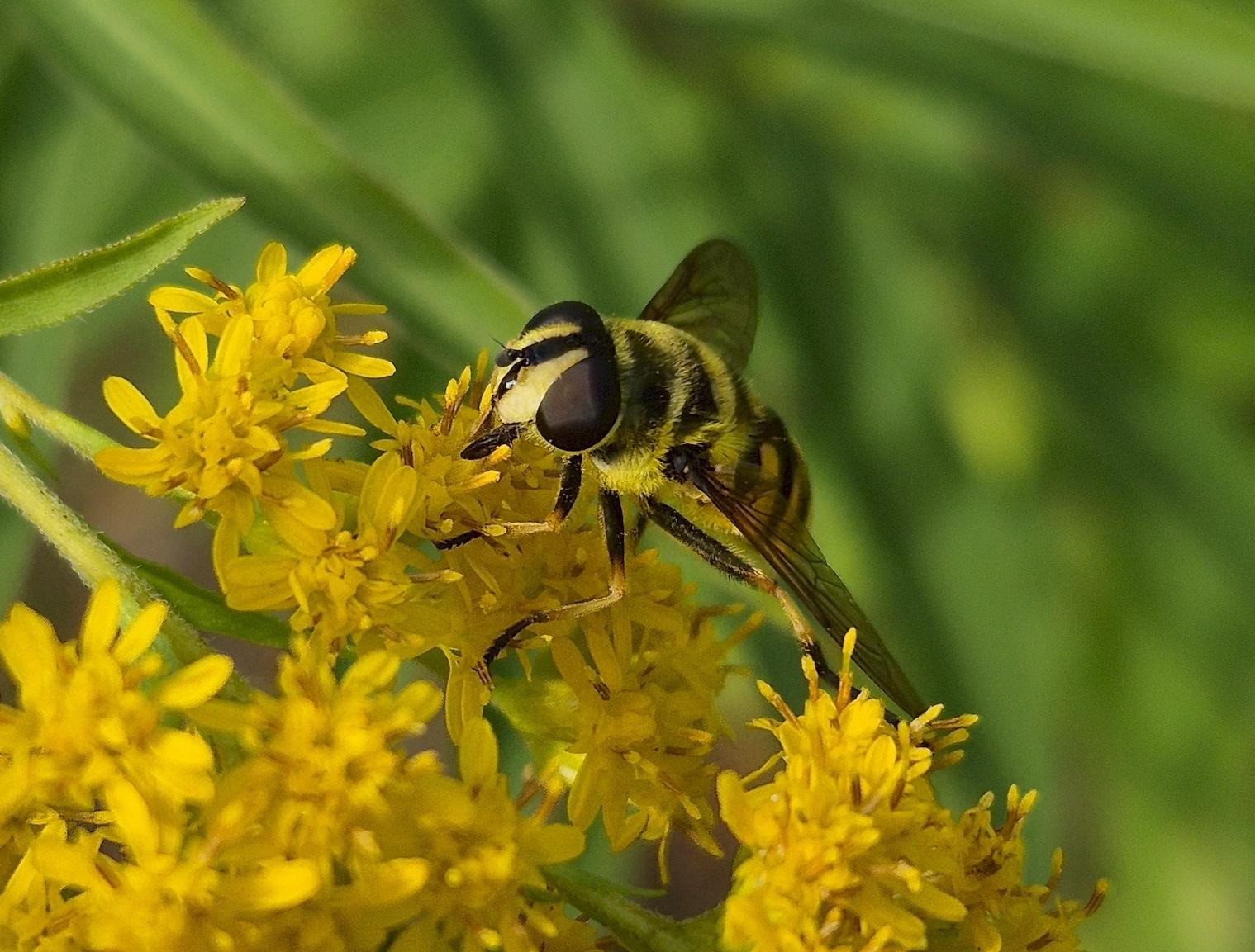 Eine Schwebfliege (Familie Syrphidae) auf den Blüten der kanadischen Goldrute. Wahrscheinlich ist es eine Wollschwebfliege (Volucella). Ihr Aussehen ist typische Mimikry - sie ahmt eine wehrhafte Biene oder Wespe nach.