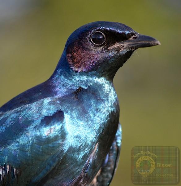 Very shinny bird
