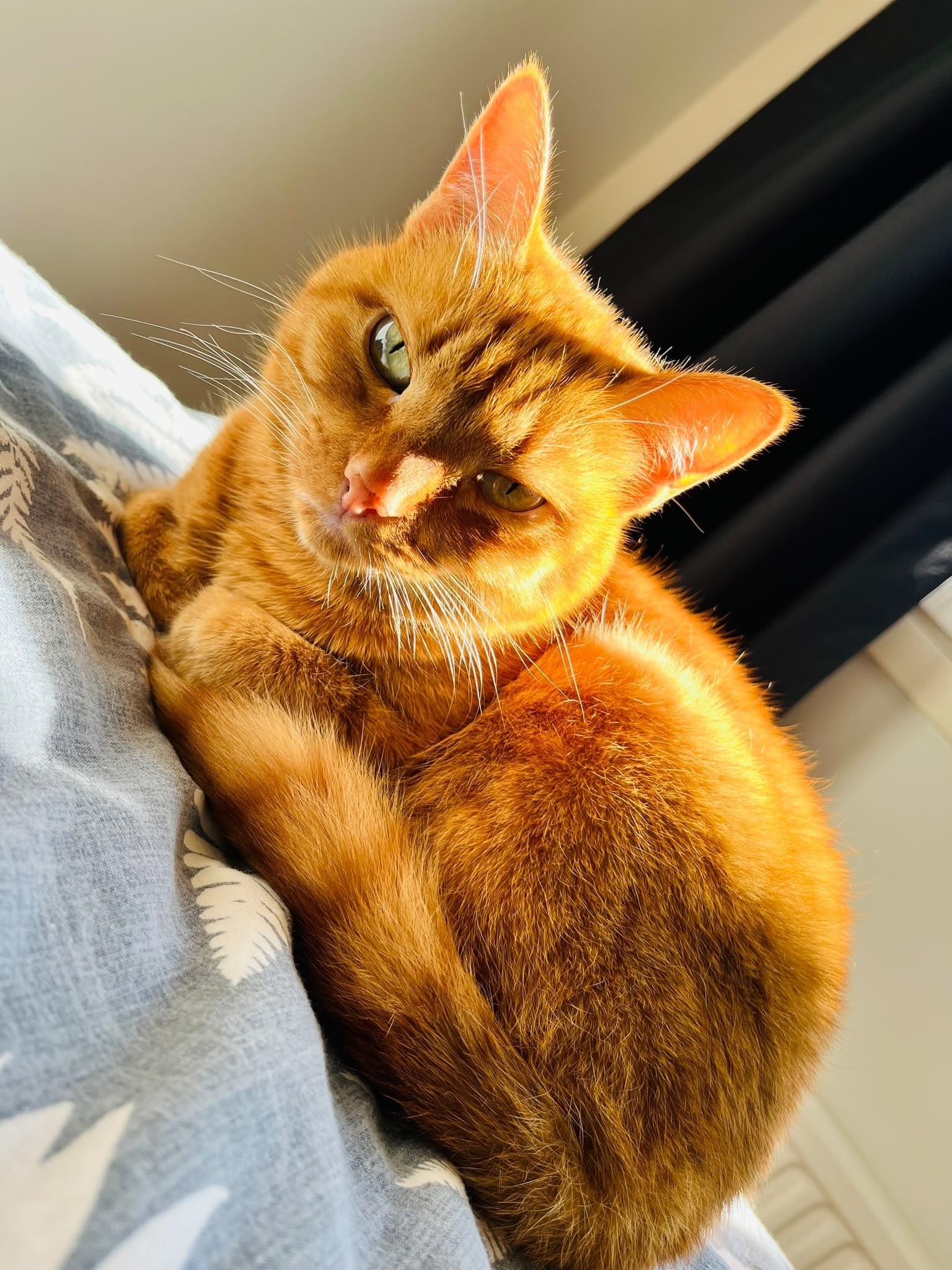 A relaxed orange cat is lounging on a soft, patterned blanket, resting with its head turned slightly to the side, showcasing its green eyes and playful expression. Sunlight highlights its fur, creating a warm glow.