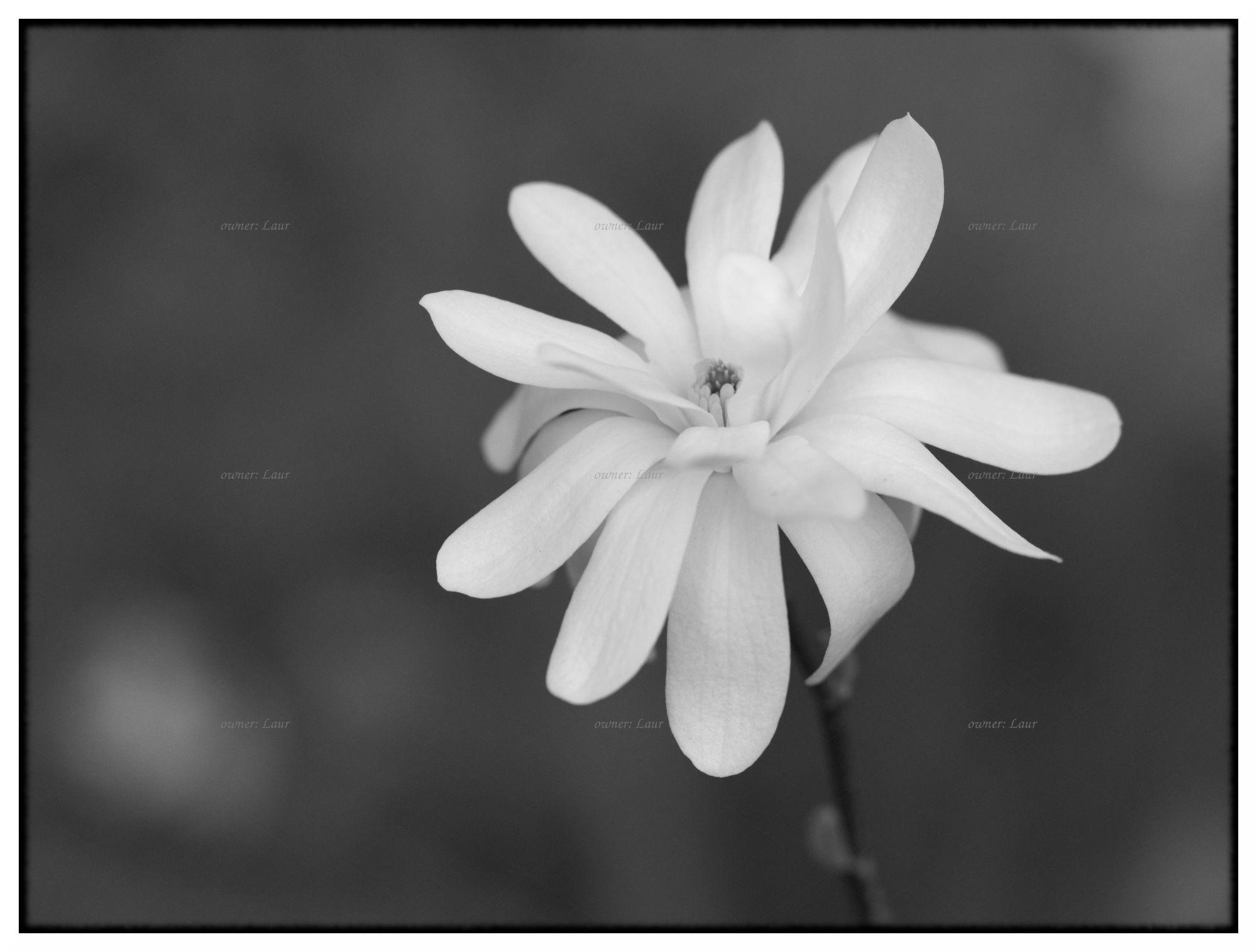 Flower, monochrome, photo