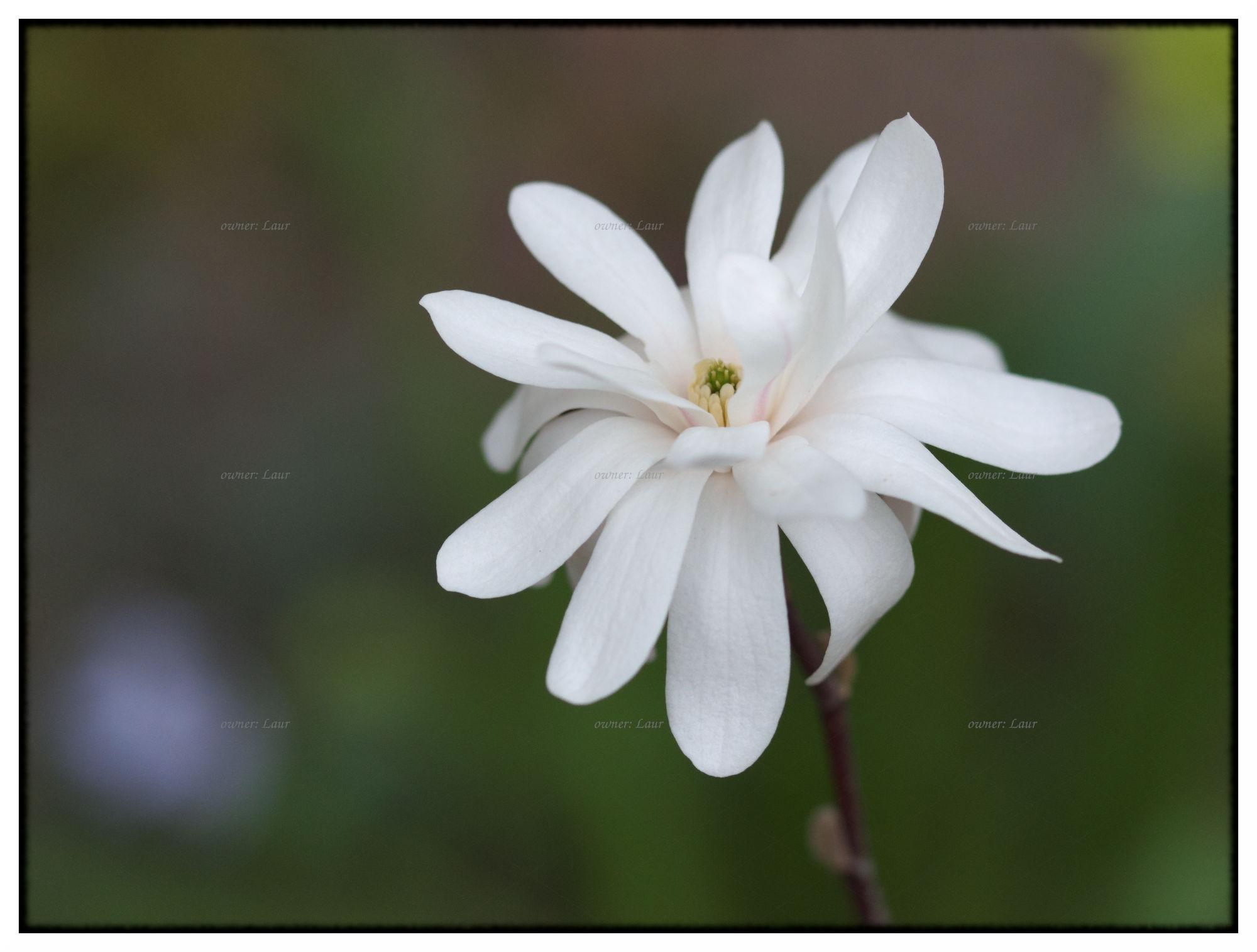 Flower, color, photo