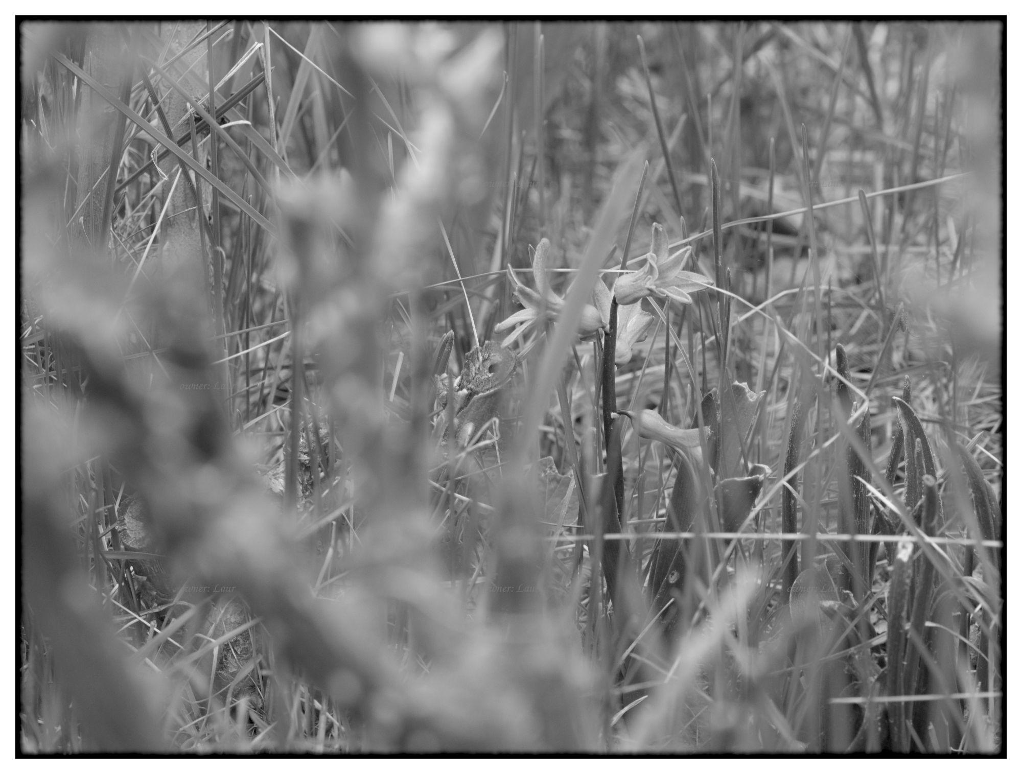 Nature, monochrome, photo