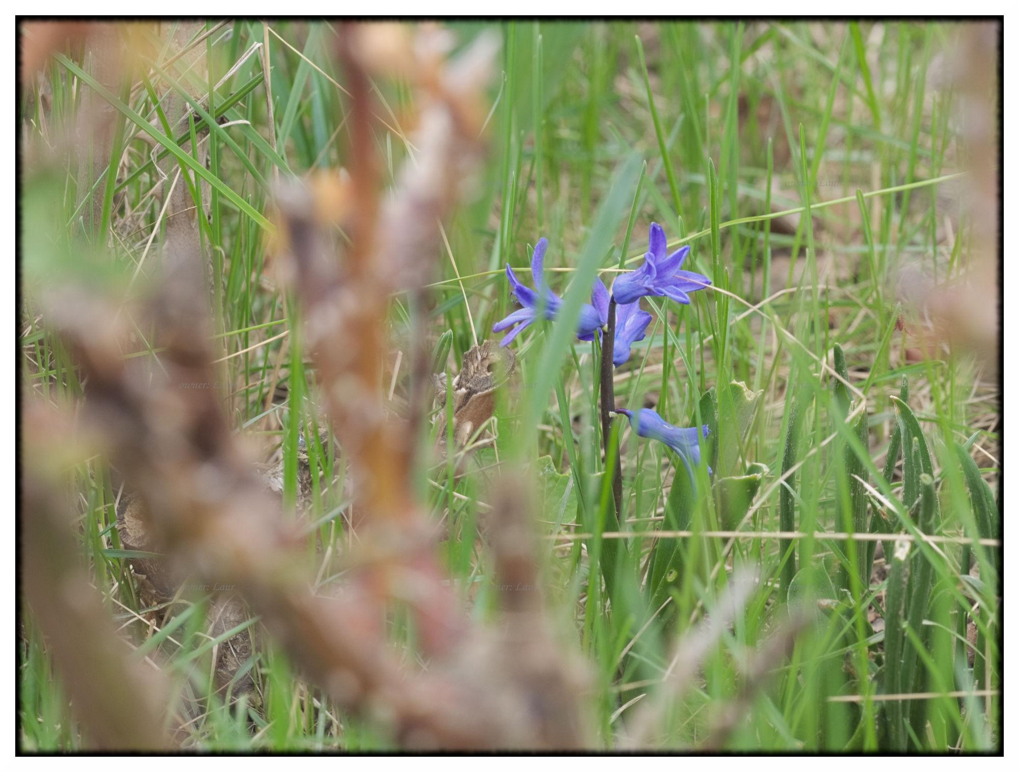 Nature, color, photo