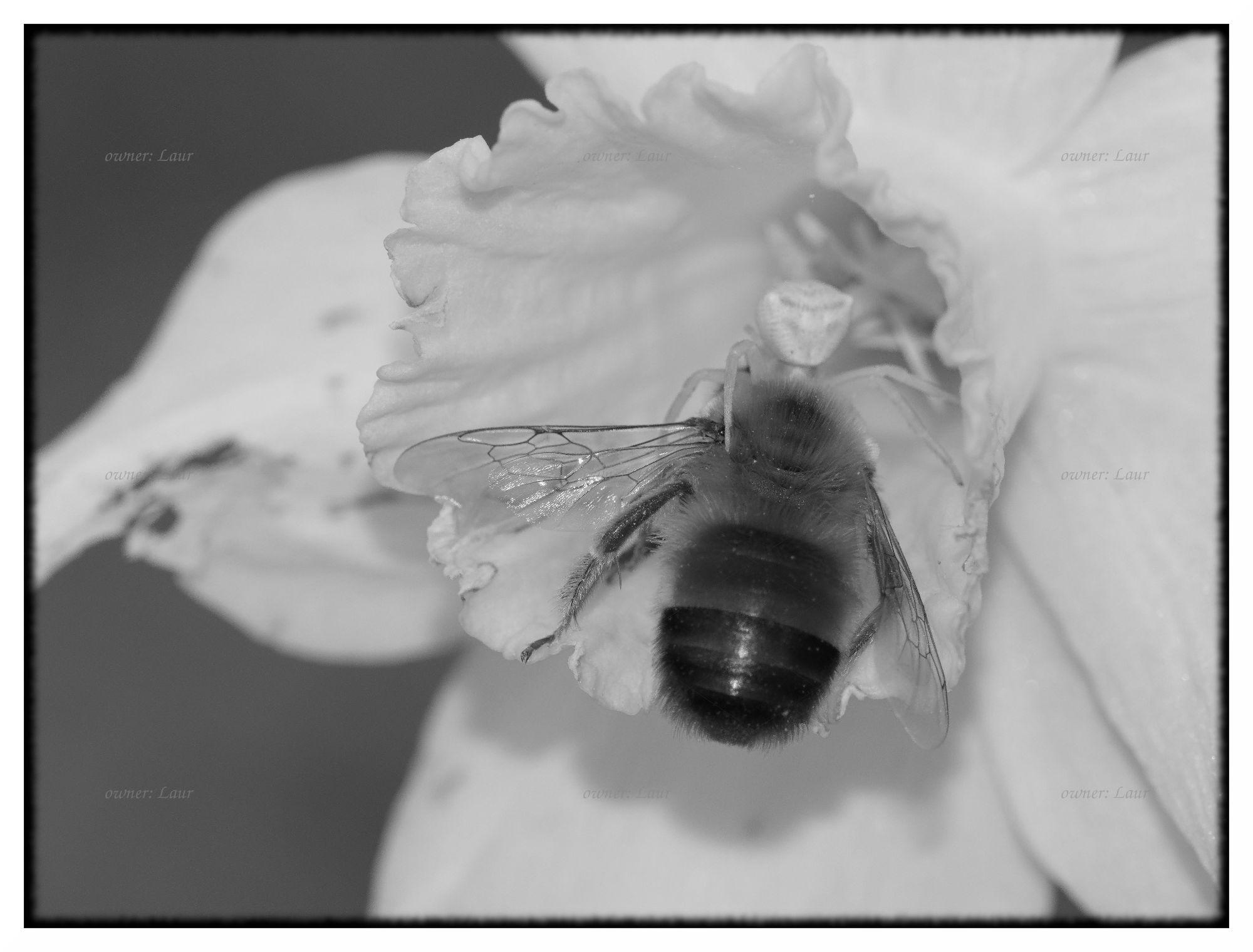 Nature, monochrome, photo
