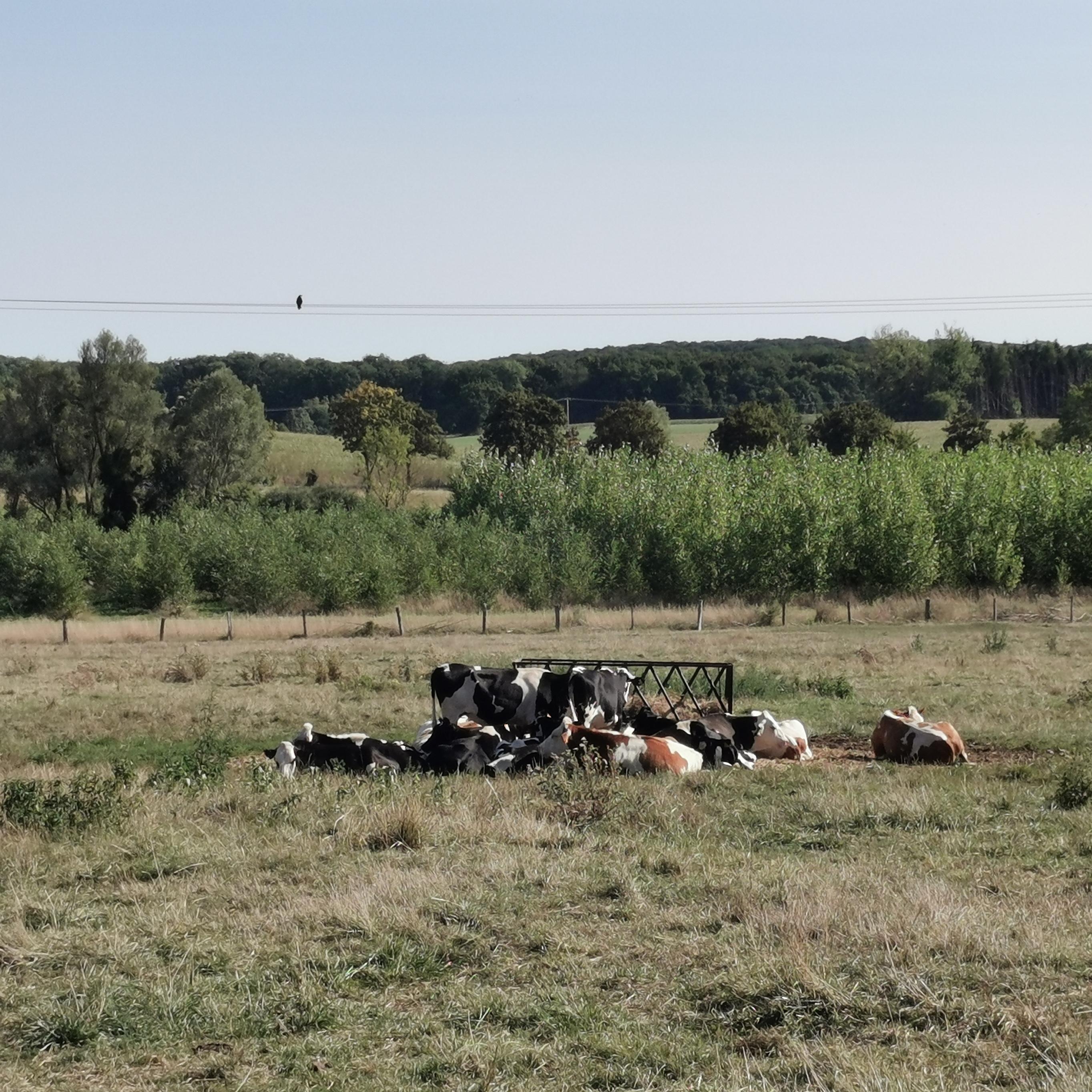 Dans un pré, quelques vaches sont regroupées autour de la mangeoire.