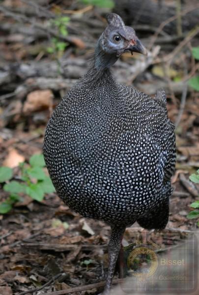 Chicken like bird
