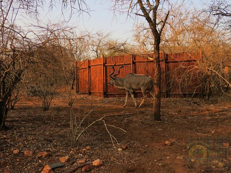 Kudu. Very BIG buck