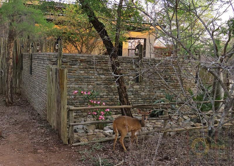 Small buck