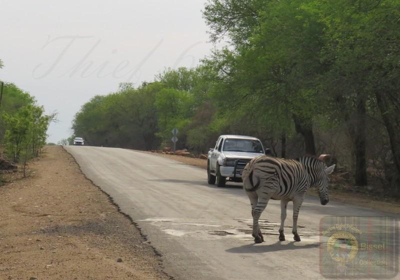 Zebra