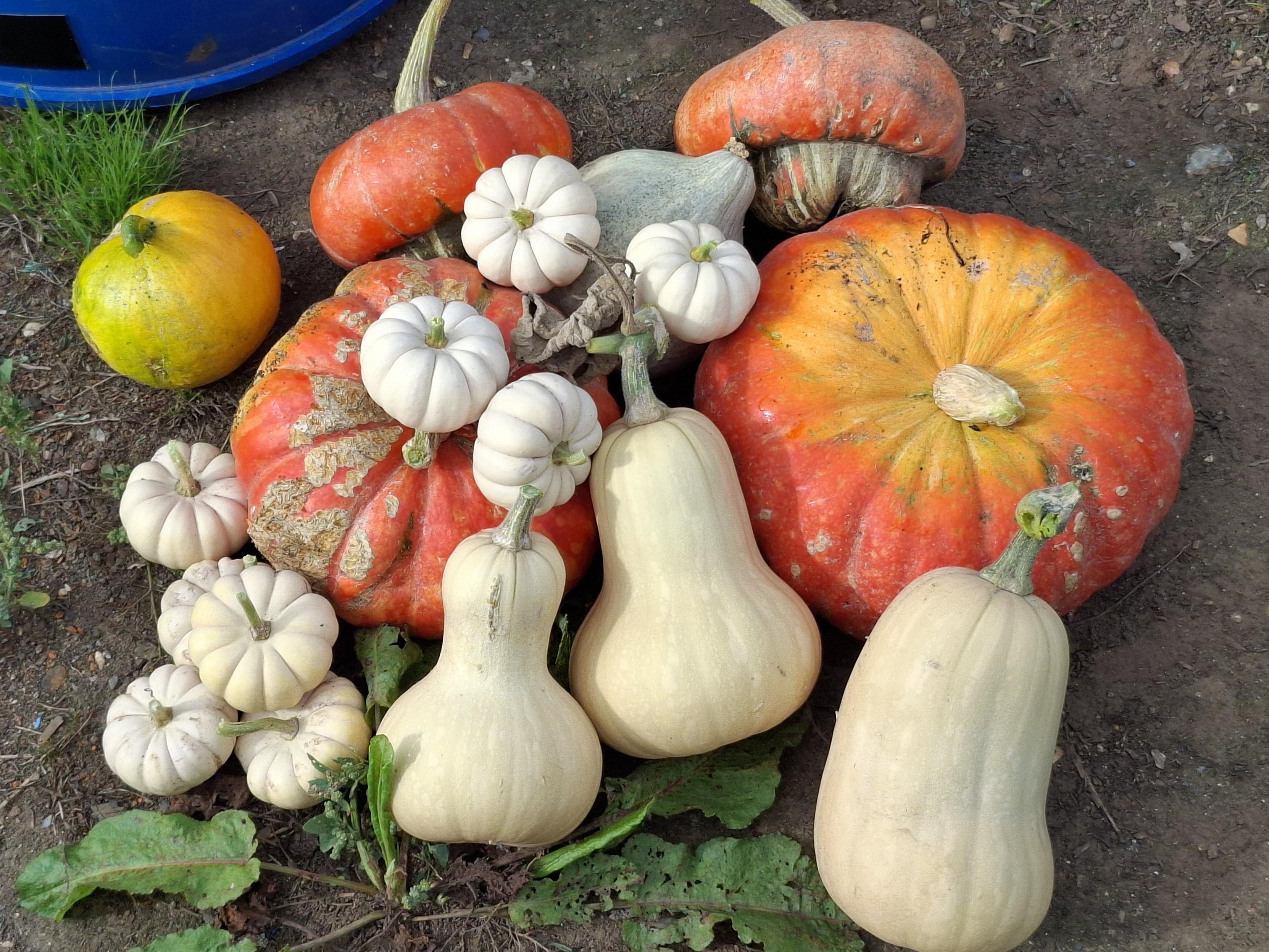 A pile of assorted pumpkins. There are 10 small white baby boos, two large red vif d'etamps, a small blue hubbard, 3 butternut squash, 2 turban squash, and a miscellaneous half-ripened one.
