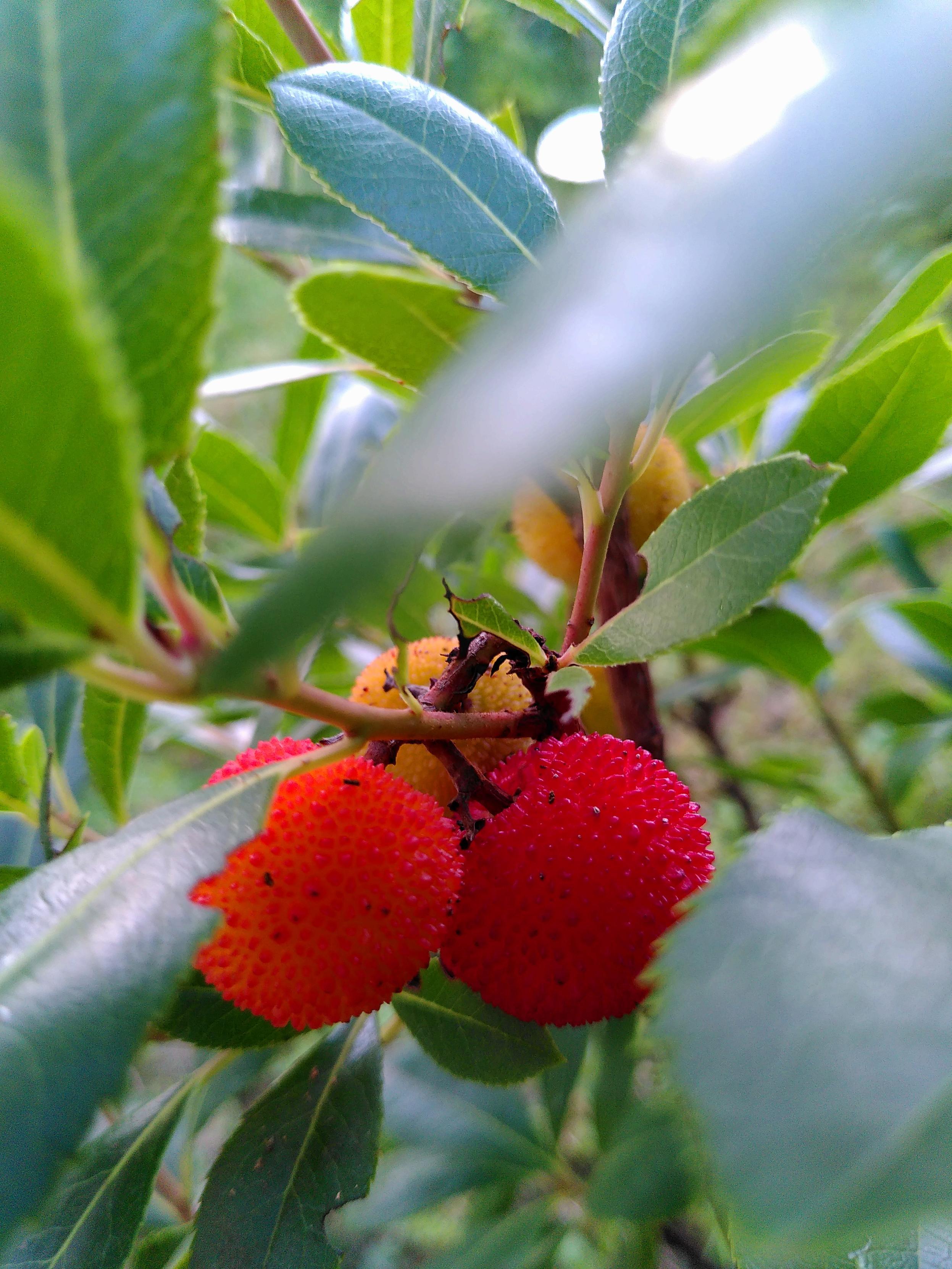 Frutas rojas esféricas ente hojas verdes.