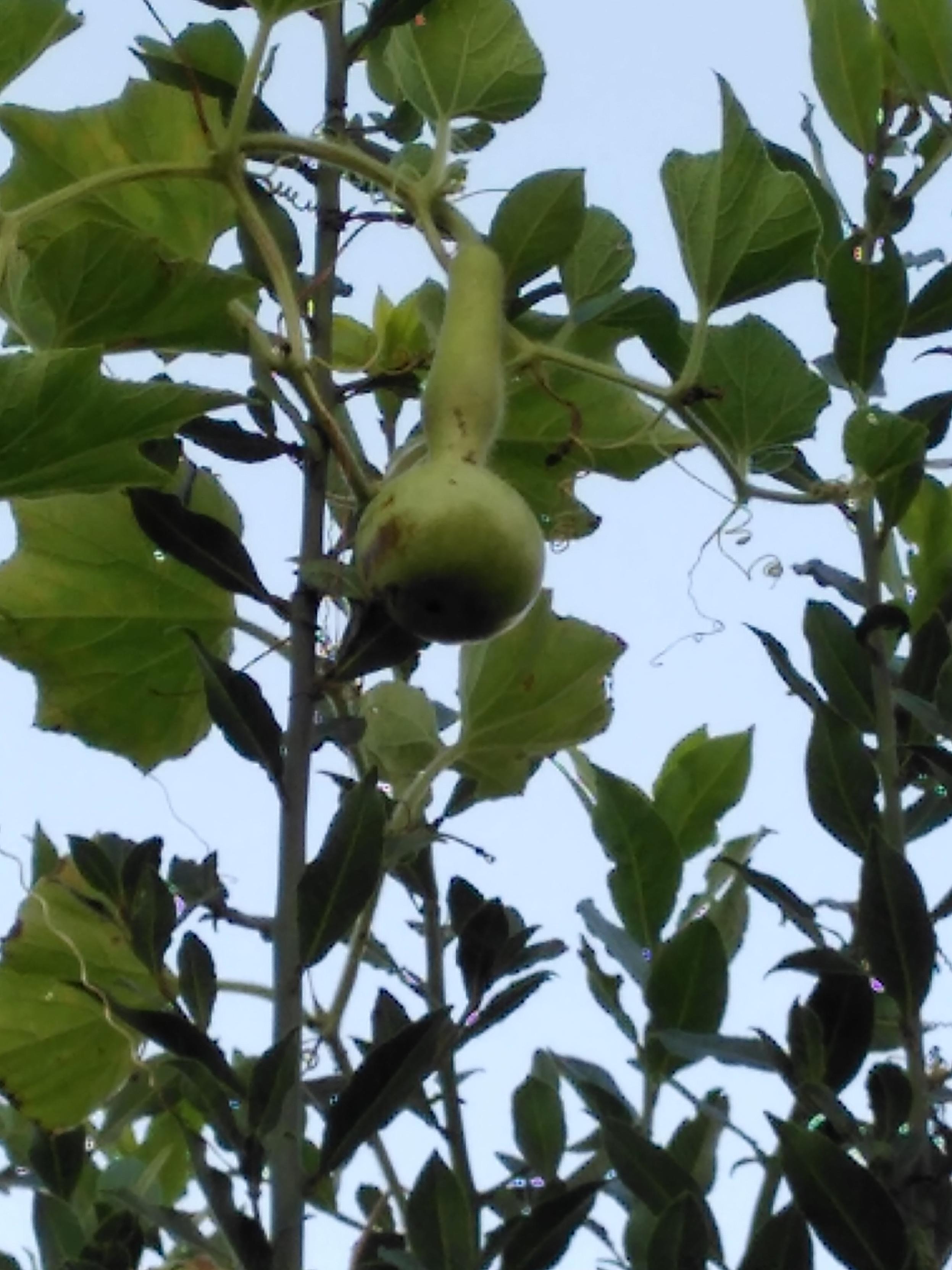 Se ven ramas con hojas y una calabaza verde alargada colgando de una de ellas. La calabaza es estrecha por el centro y más redonda por abajo.