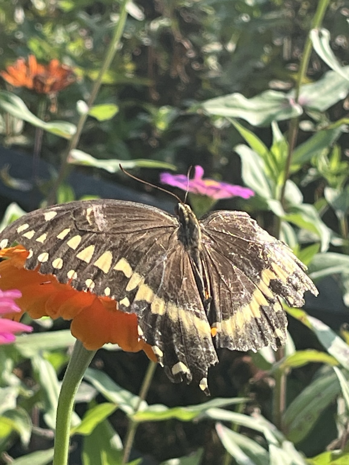 A brown butterfly with yellow spots on an orange flower 
