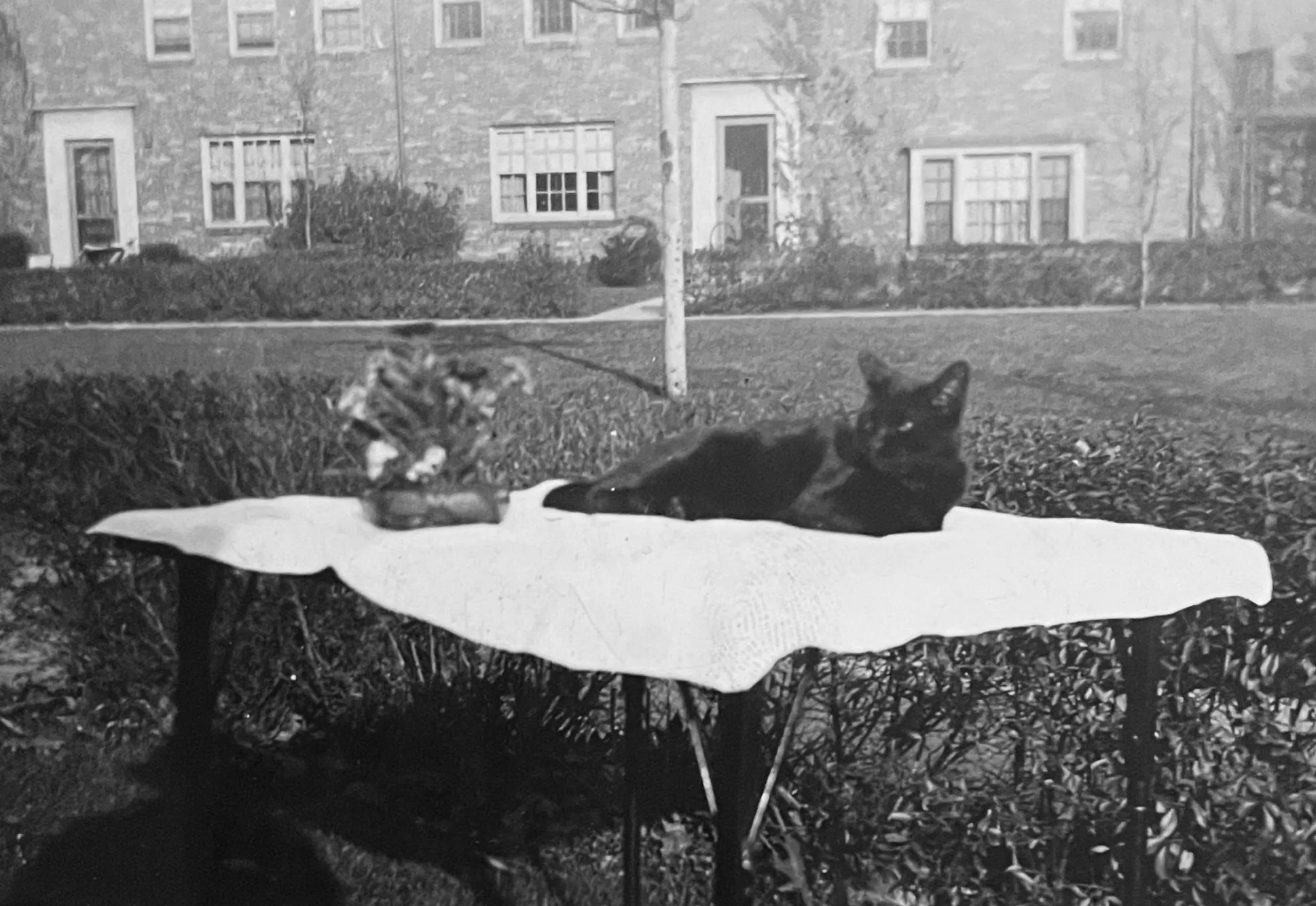 Black-and-white photo of a table, set up outside with a white tablecloth and flower arrangement on it. There’s also a shiny short haired, black cat lying relaxed on top of the tablecloth.