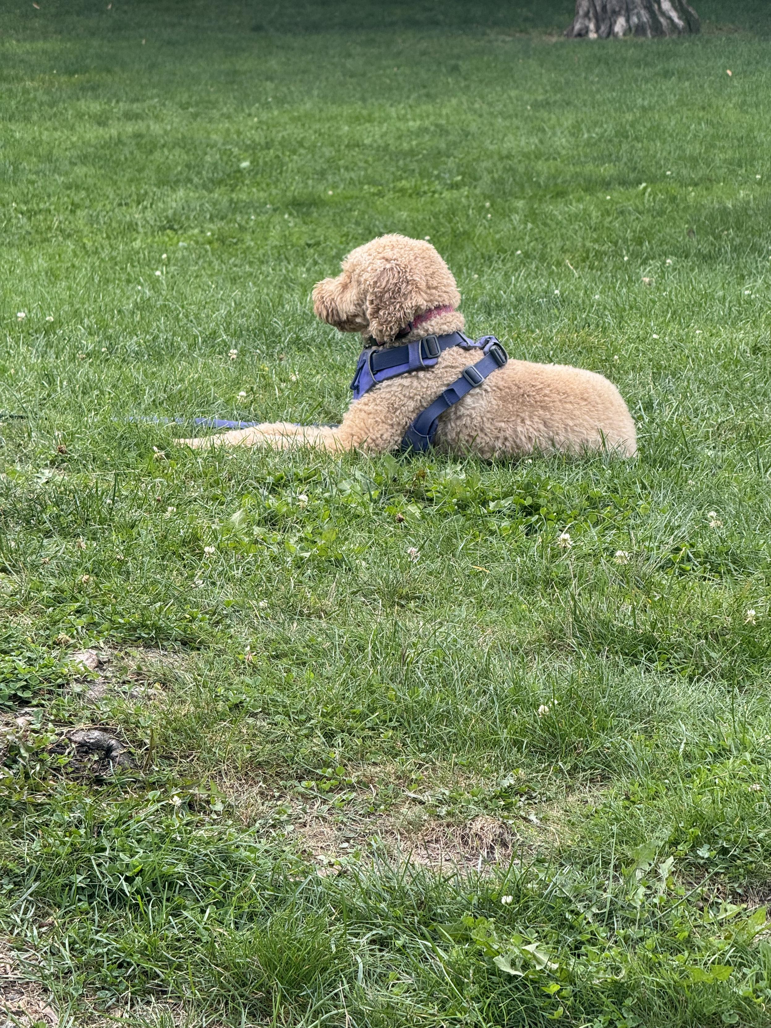 A moment from last night. Many dogs run around joyfully at the park. This one was sitting mindfully and observing their surroundings which I thought was sweet.