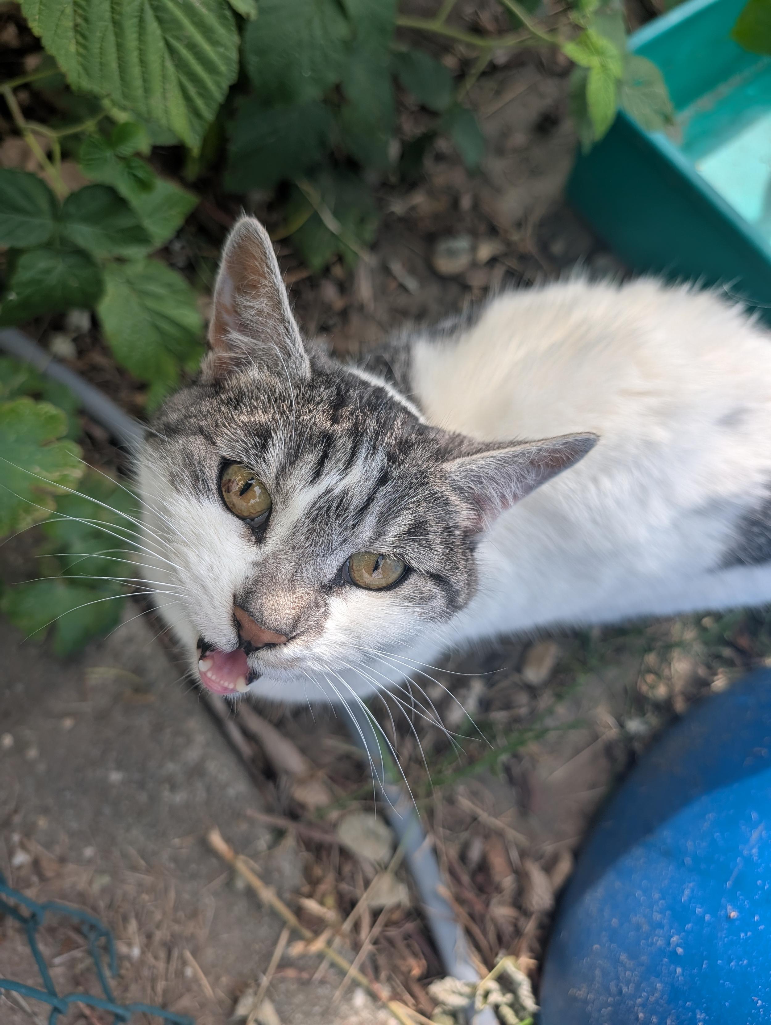 I'll be posting more photos of this kitty. I'm open to a more accurate phrase to describe the breed of this cat
