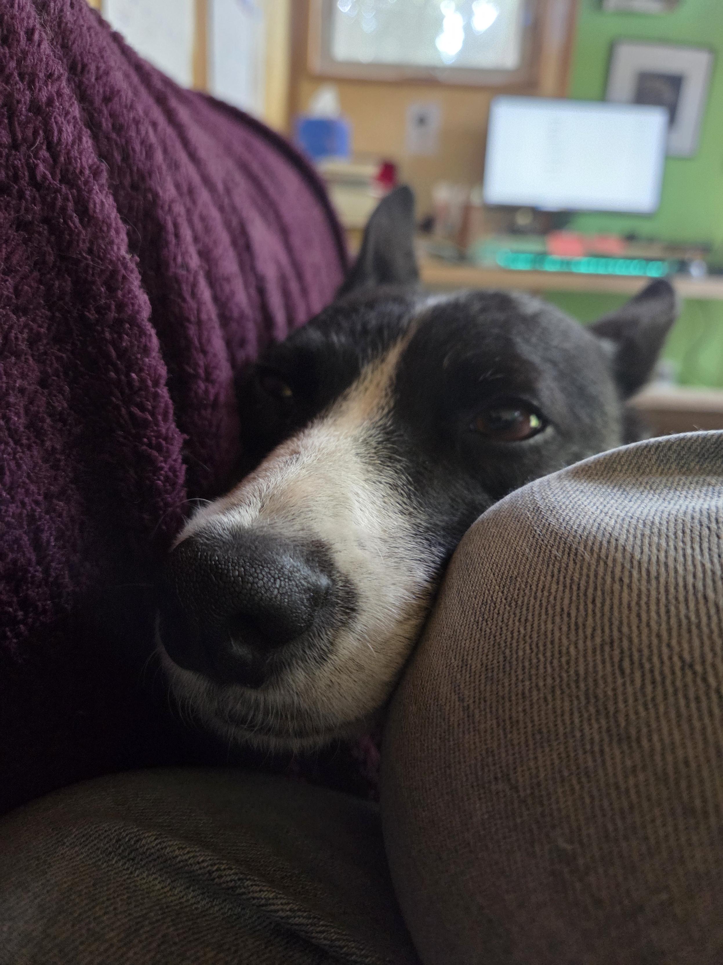 We ran 5 miles this morning, 2 more than a typical Tuesday, and it just caught up with us