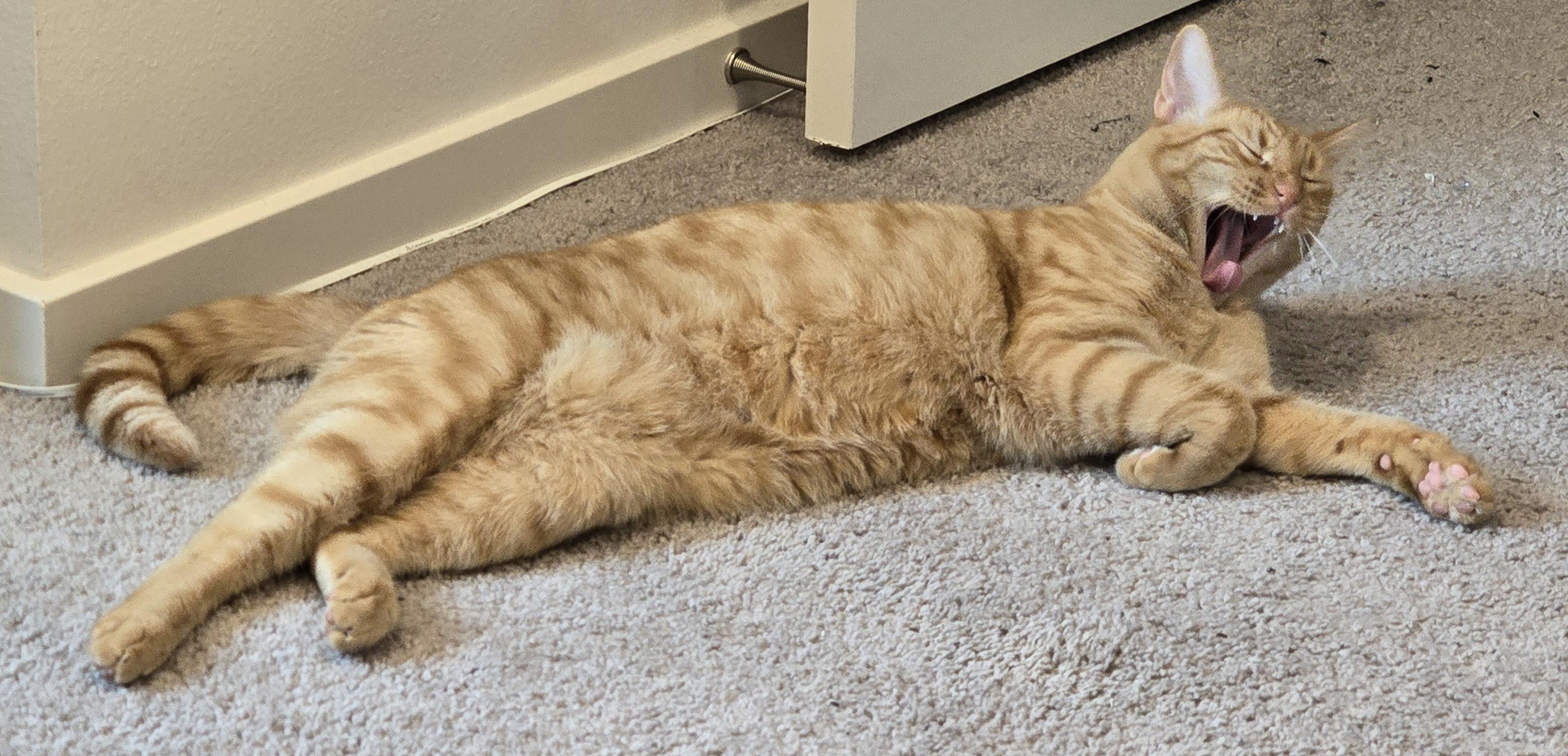 Sleepy Pabu says "AAAAAAAAAAAAAA"