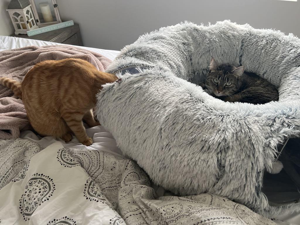 Pabu was trying to find Puffin inside the tunnel. Shhh... nobody tell him...