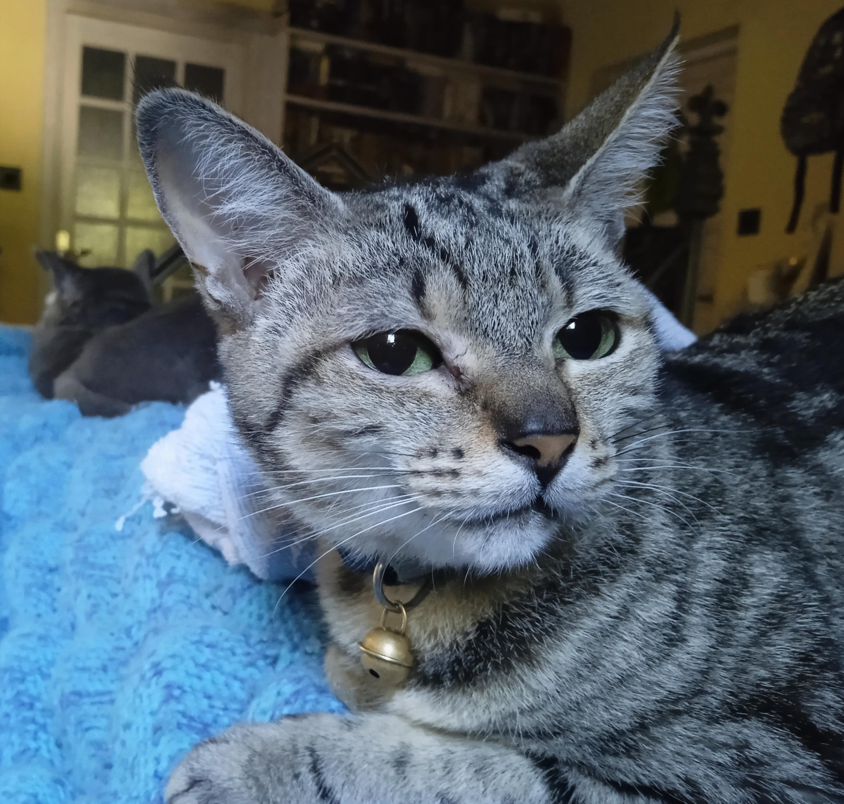 Repawt: Comfy! (Bluebell, Darcy)