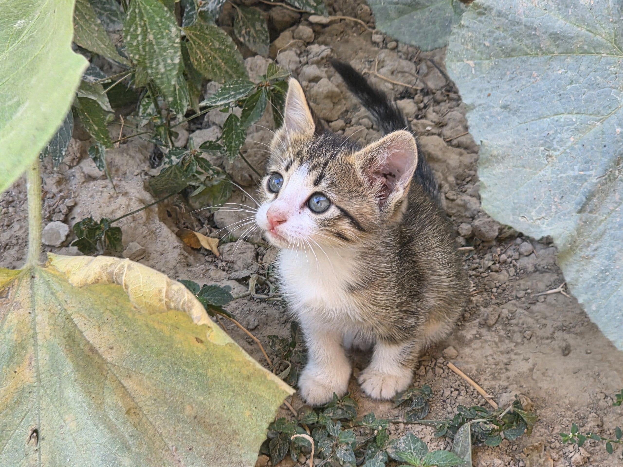Curiosity in full bloom! 🌱 This little explorer is taking in all the big sights, sound by sound and scent by scent. Keeping our rescue babies safe, healthy, an…