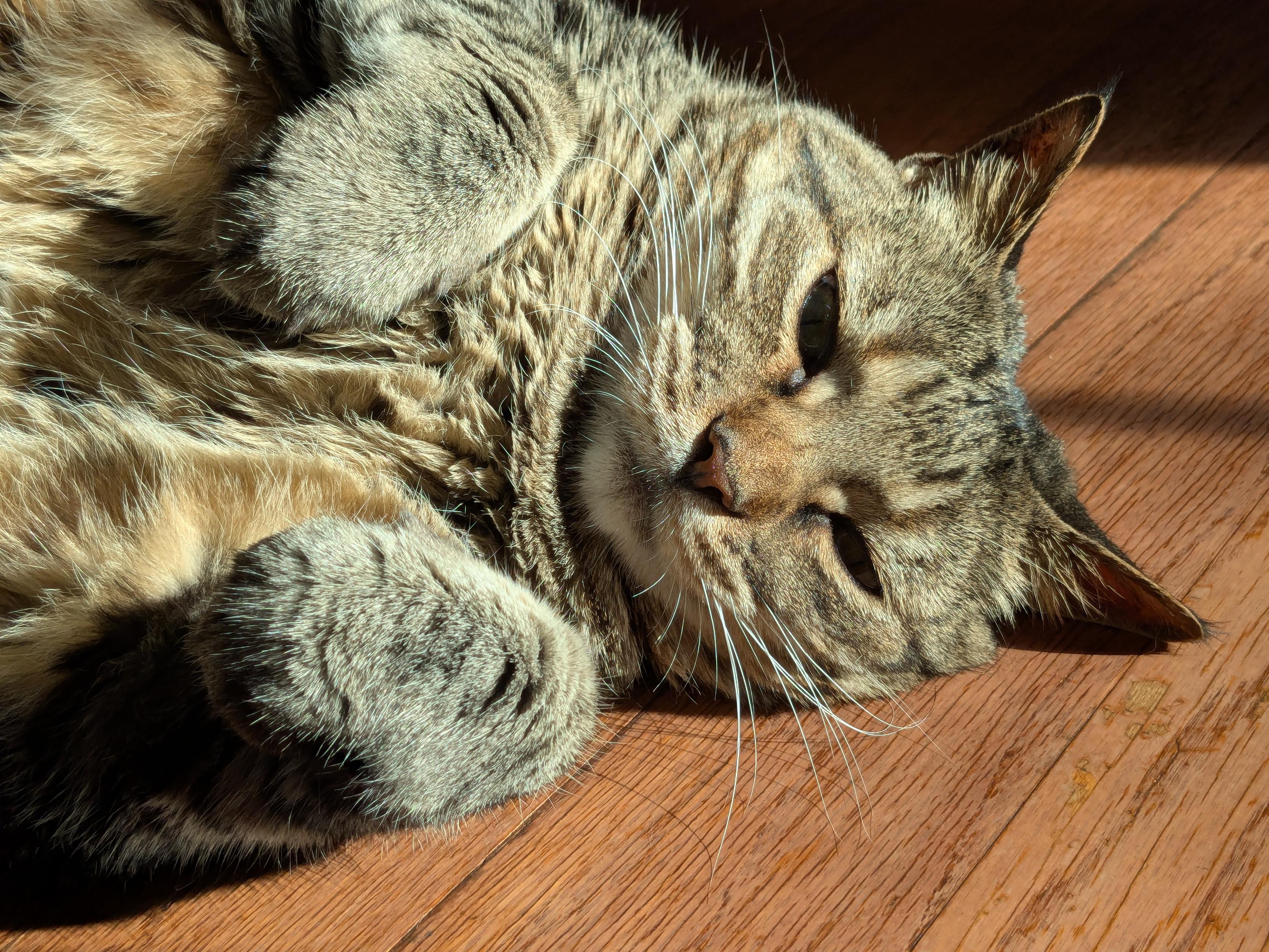 Hope you find a nice patch of sunlight today.