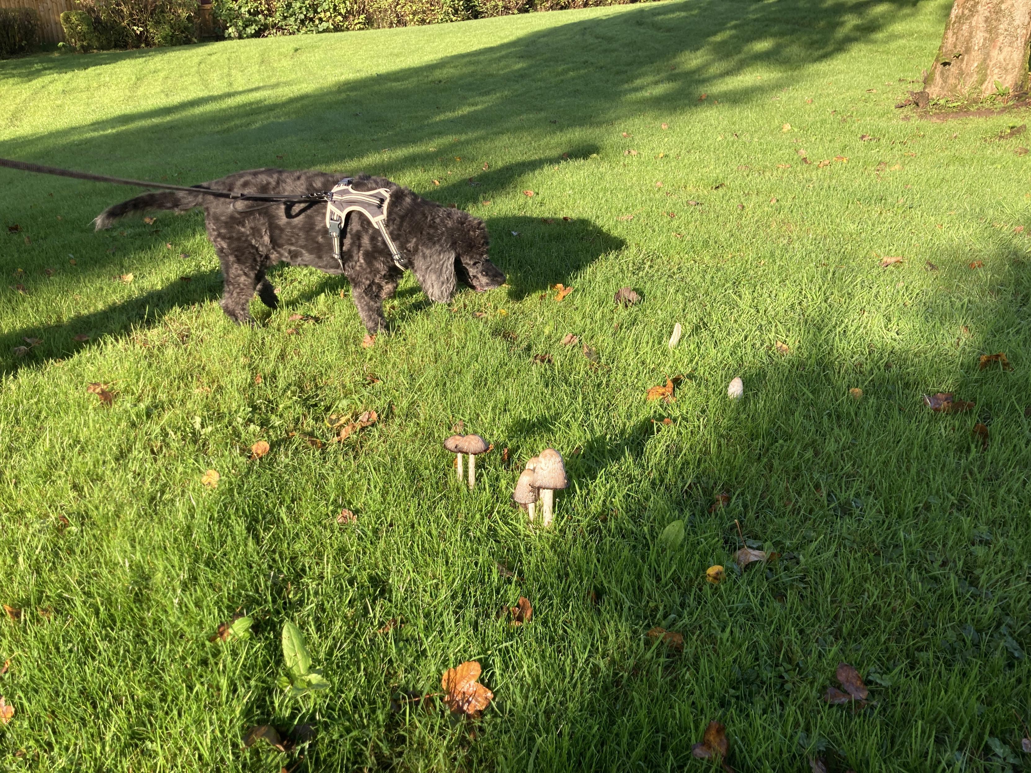 Seen on today's dog walk.