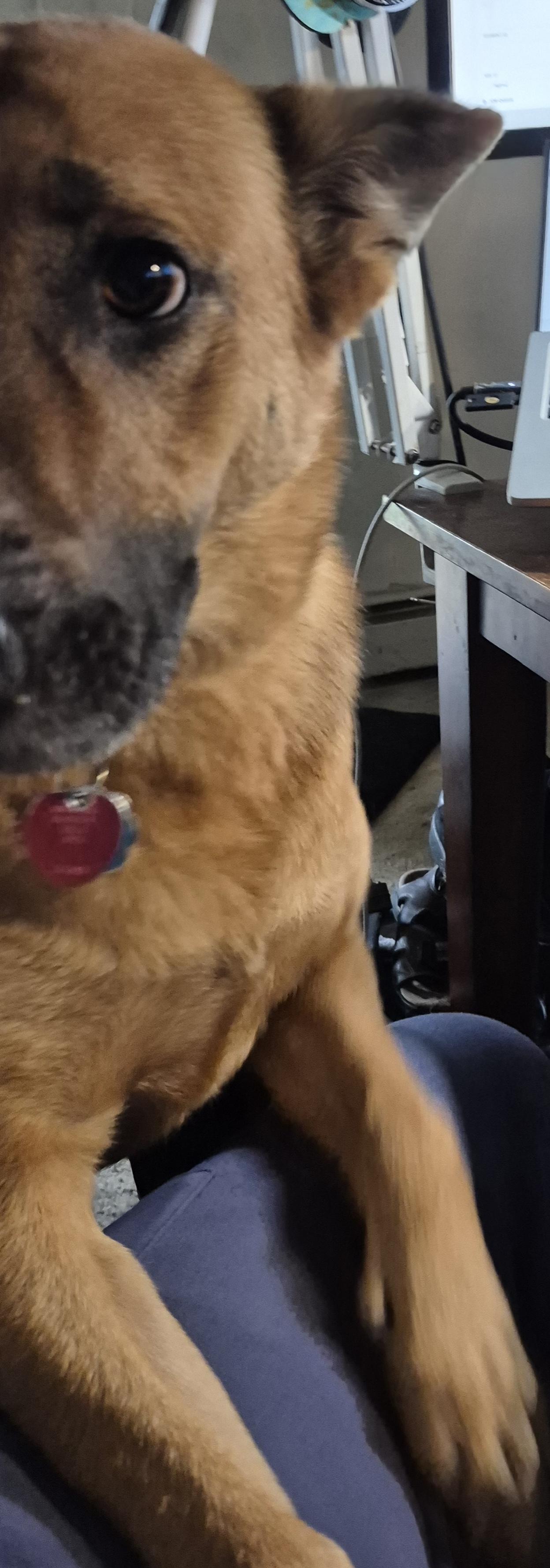 Artemis begging to go outside.