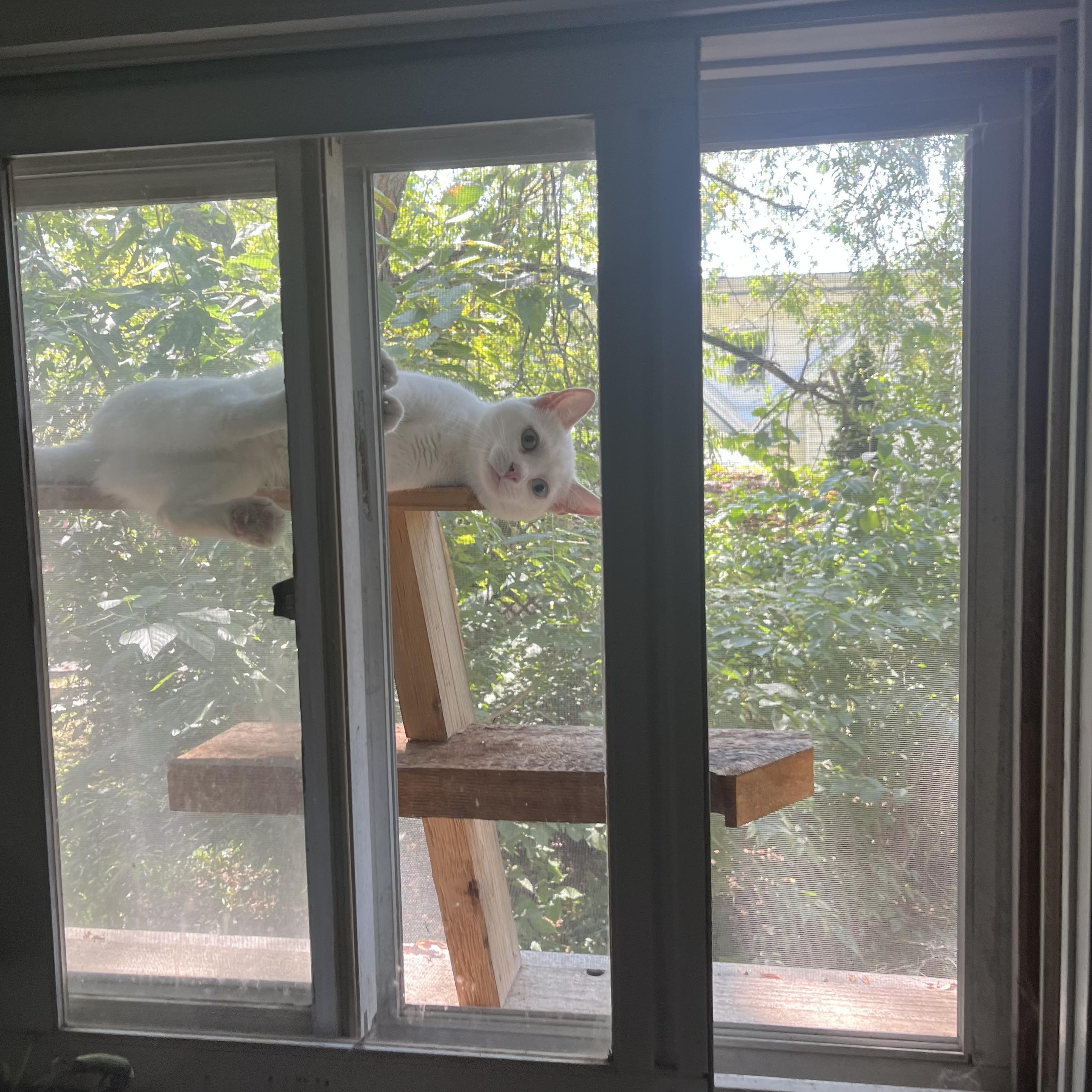 Just another pic of Sheena in the window