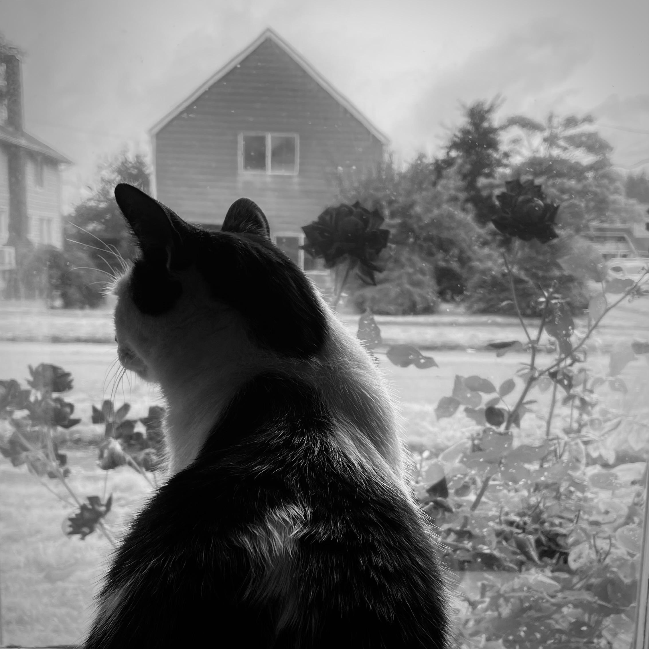 Winslow and the dream of the roses, in black and white.