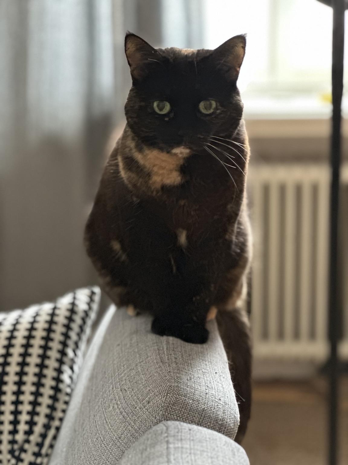 Doris