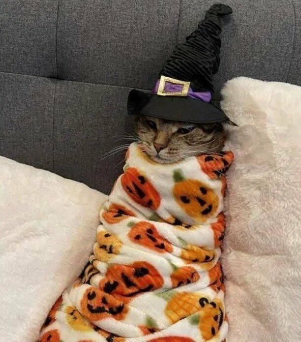 cat with a witch hat, wrapped in a Halloween blanket