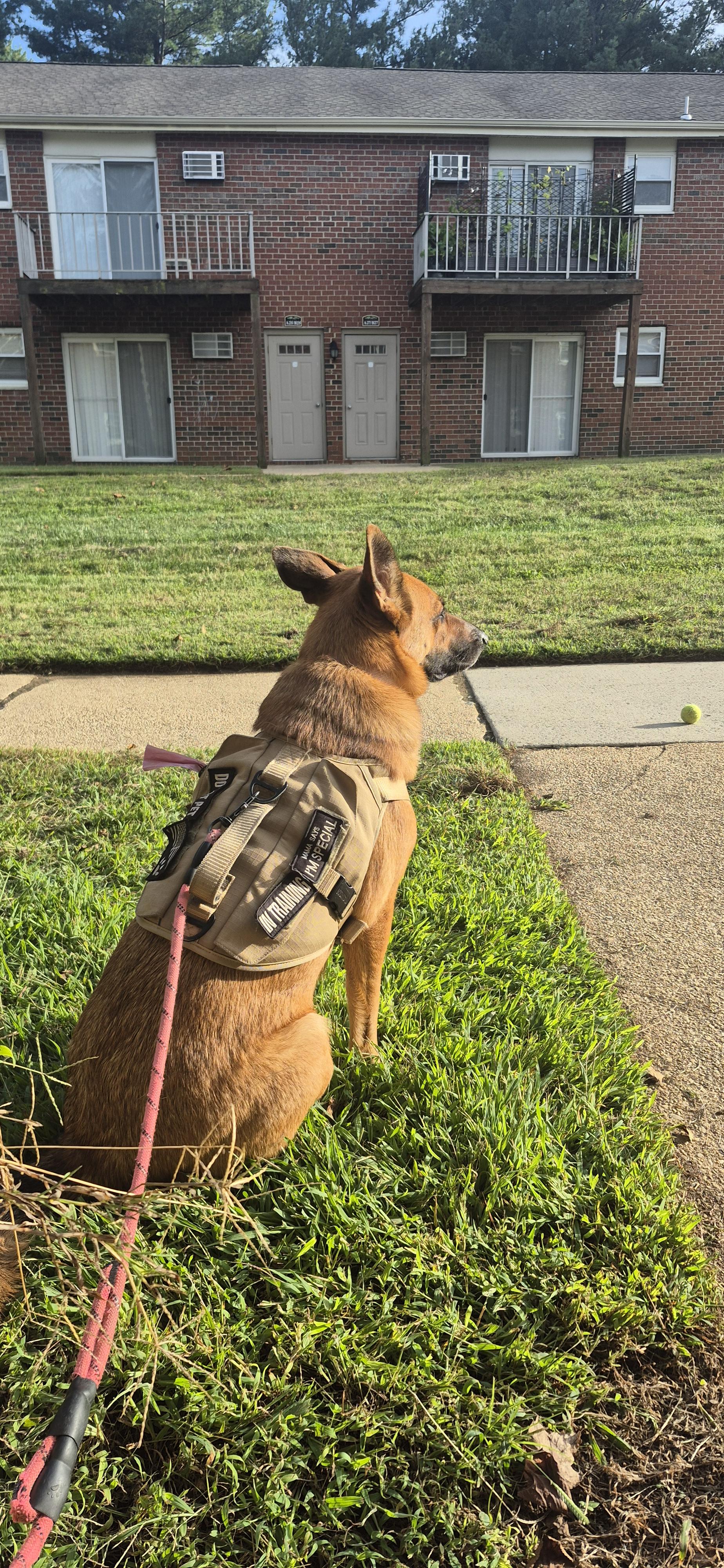 Artemis daring neighbors to take her ball !