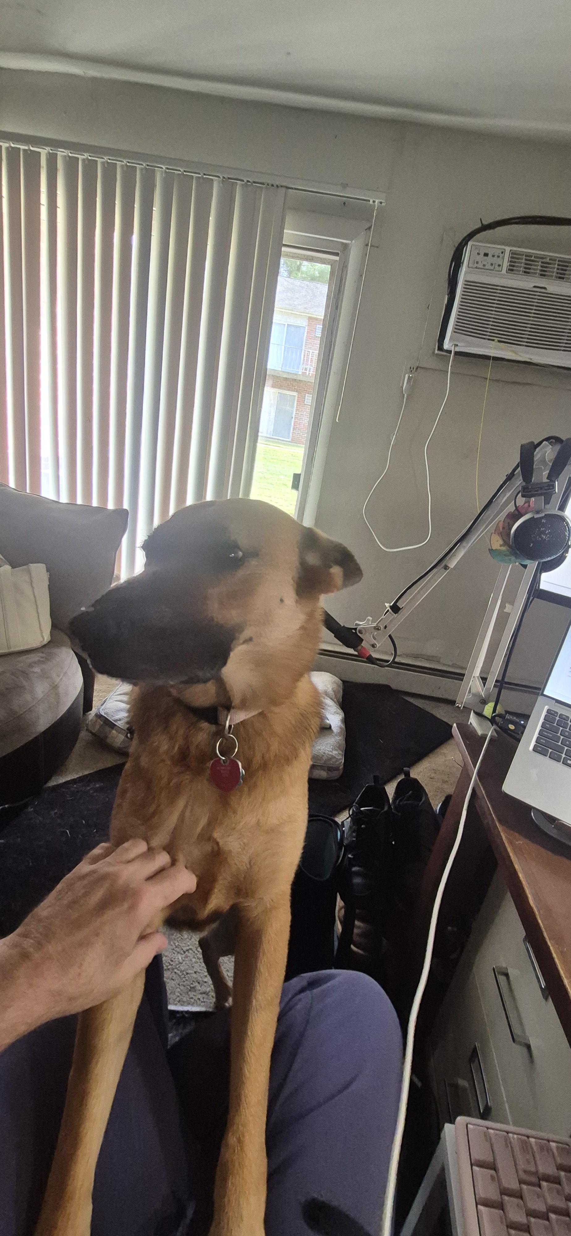 More scritches Dad MOAR !!!!