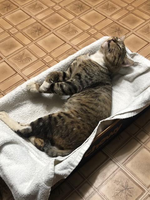 This photo is from 2 years ago and shows Sandy relaxing in a box bed (which he still has) not long after finally leaving his feral life behind. He has put on q…